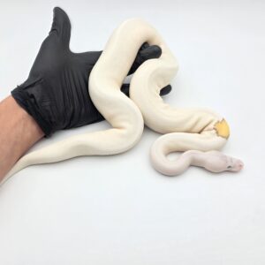 Python regius "Banana pewter butter piebald" Mâle 2023 Nom : LINO
