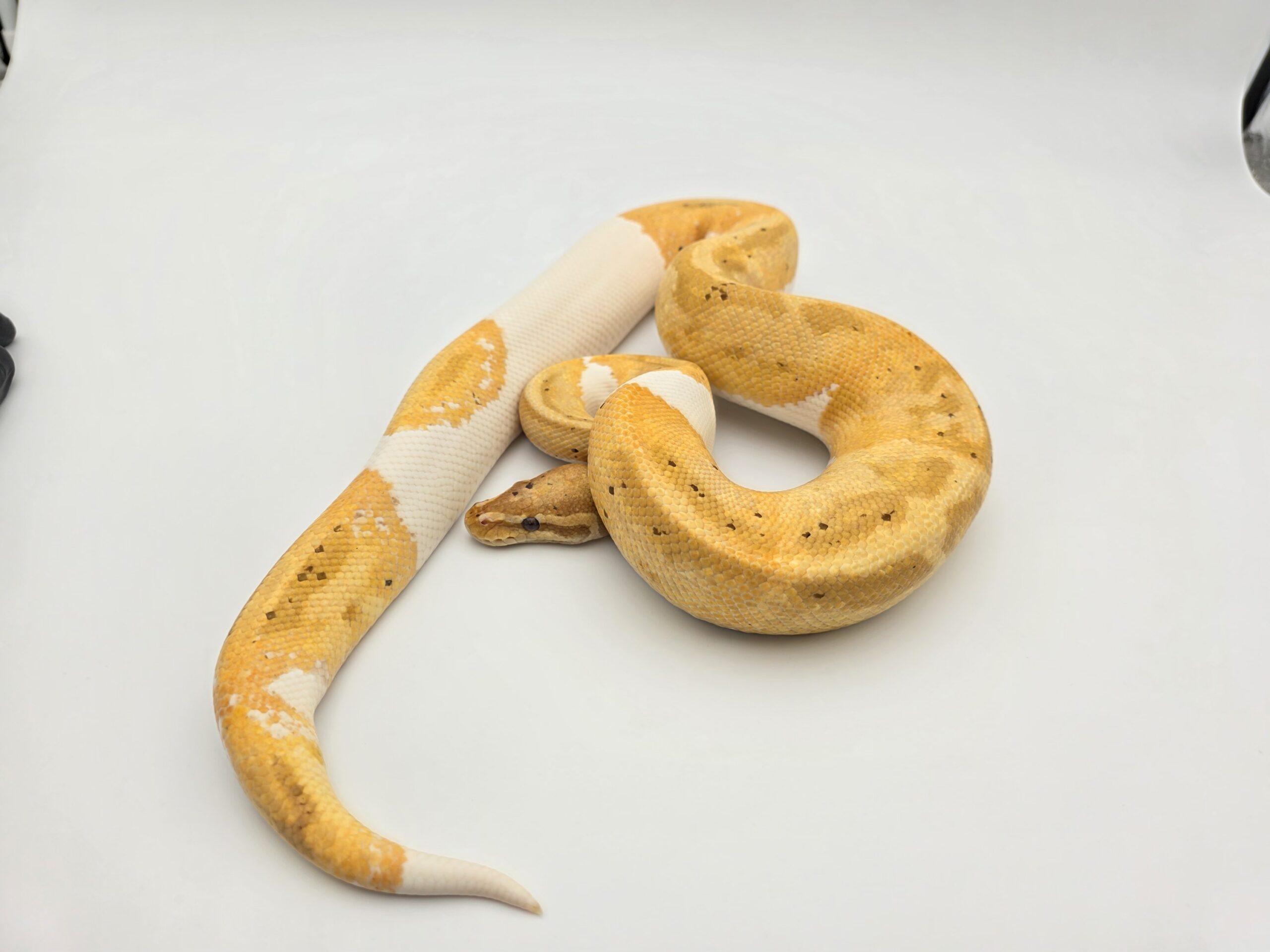 Python regius adulte "Banana piebald" Mâle 2022 Nom : BANALOPIO