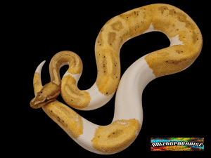 Python regius, mâle né en 2022 , "Banana piebald" Nom : BANALOPIO