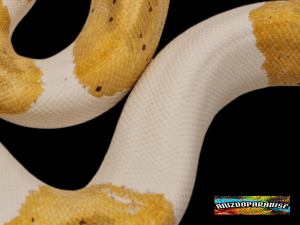 Python regius, mâle né en 2022 , "Banana piebald" Nom : BANALOPIO