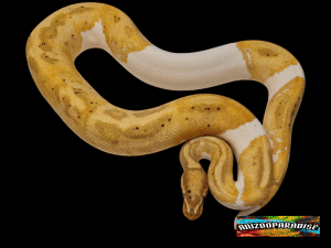 Python regius, mâle né en 2022 , "Banana piebald" Nom : BANALOPIO