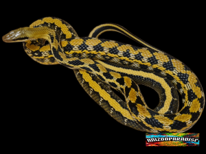 Orthriophis taeniurus frieseï, mâle adulte né en 2019, "Naturel" Nom : LUCS