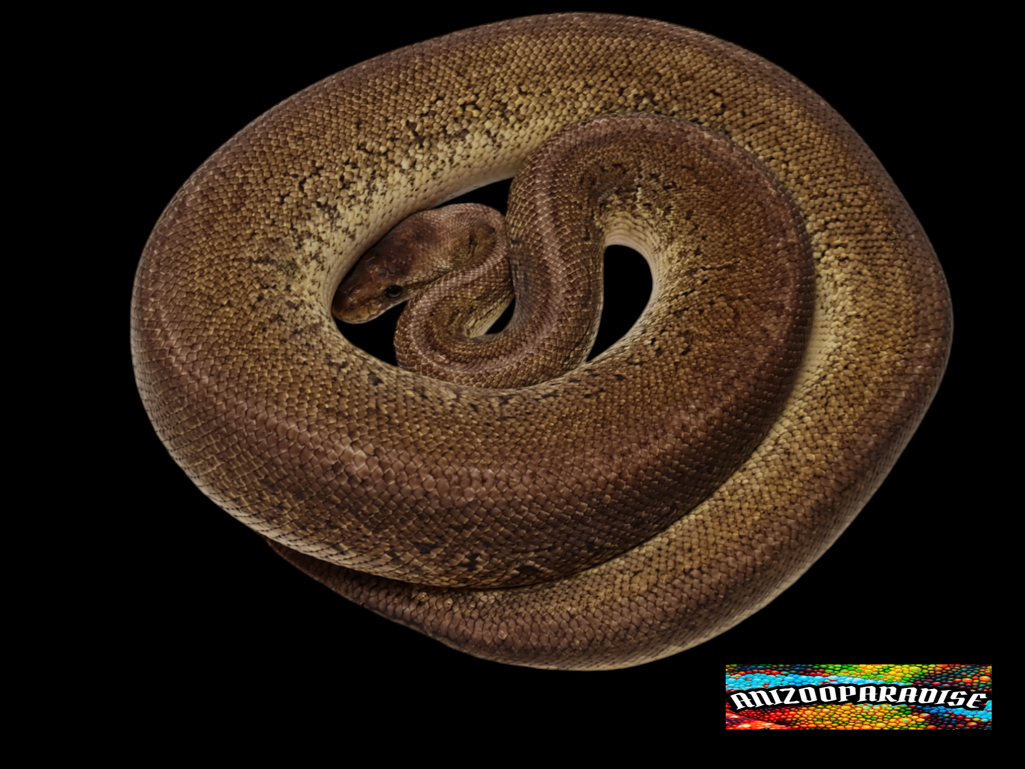 Python regius, mâle reproducteur né en 2021, "Pewter blast 100% het.piebald" Nom : PEWO