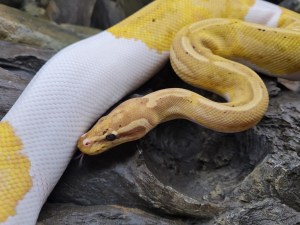 Python regius adulte "Banana piebald" Mâle 2022 Nom : BANINO