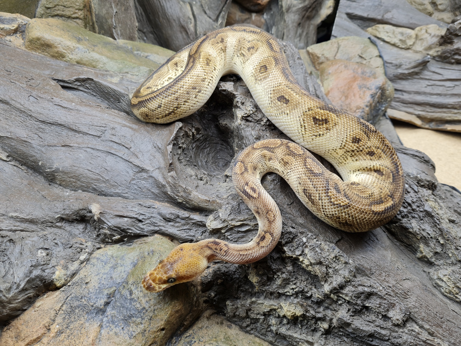 Python regius "Bongo clown" Mâle 2023 Nom : BONG