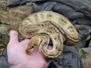 Python regius "Bongo clown" Mâle 2023 Nom : BONG