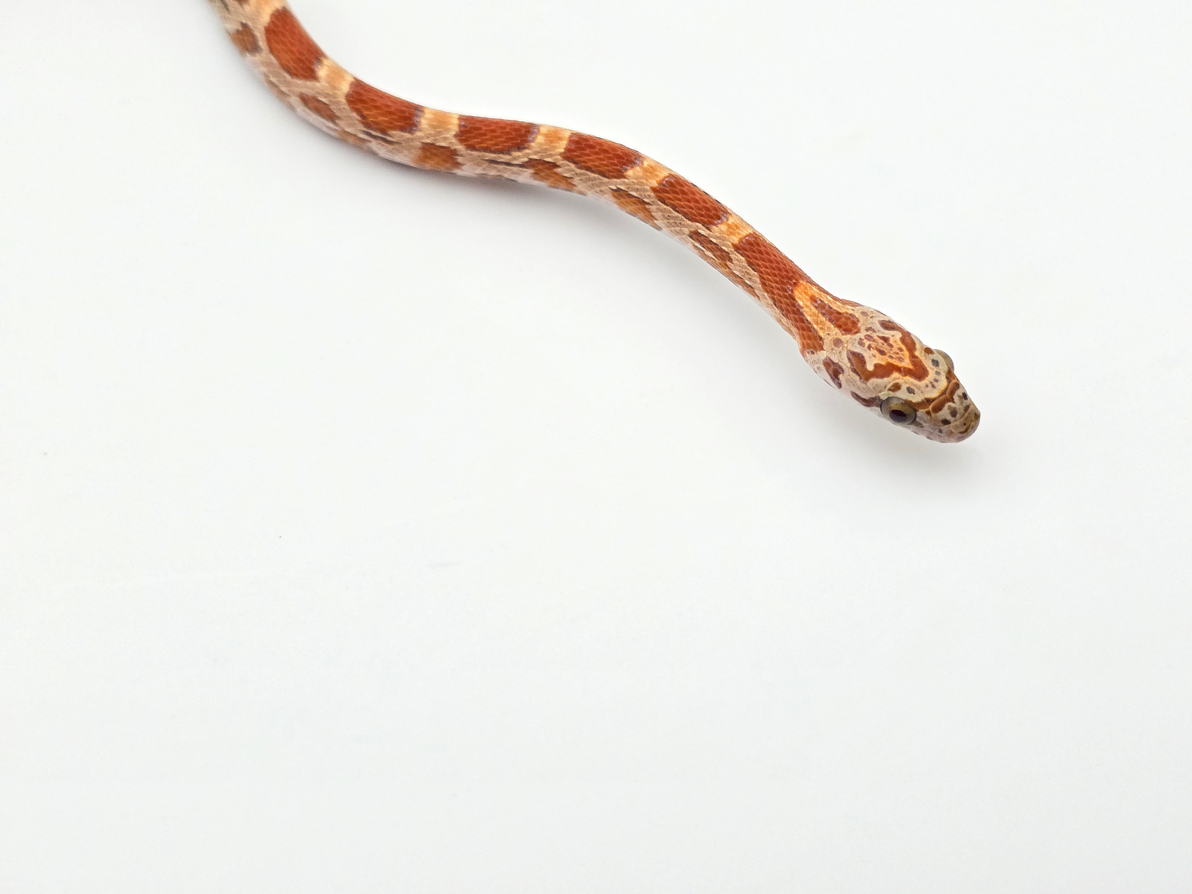 Pantherophis guttatus sp scaleless, jeune femelle née en 2024 à l'élevage "Hypo sunkised 100% het.caramel 66% het.scaleless motley 50% het.albinos anery" Nom : HYPANA