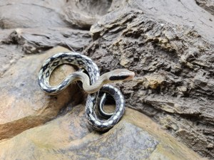 Orthriophis taeniurus callicyanous "High yellow" Mâle 2024 Nom : PRIOLO