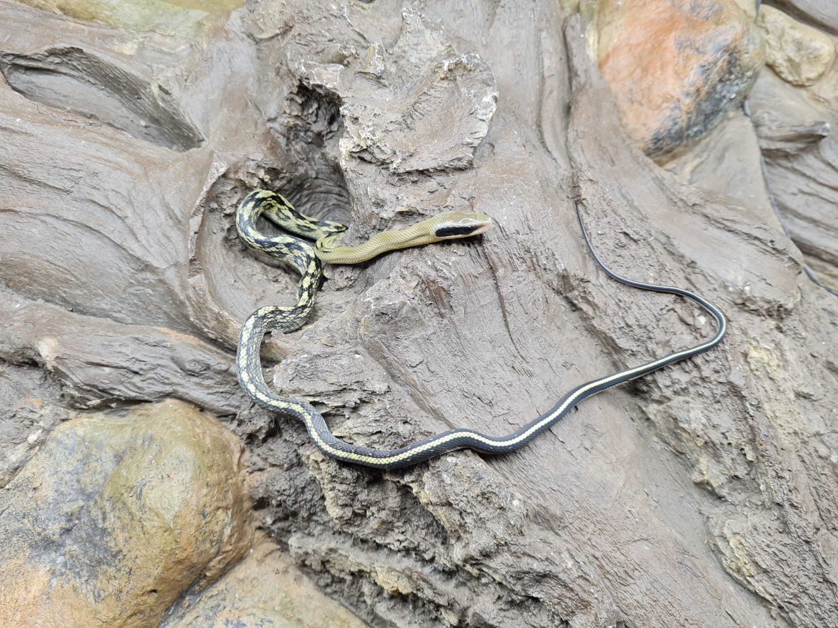 Orthriophis taeniurus callicyanous "High yellow" Mâle 2024 Nom : RUTOPO