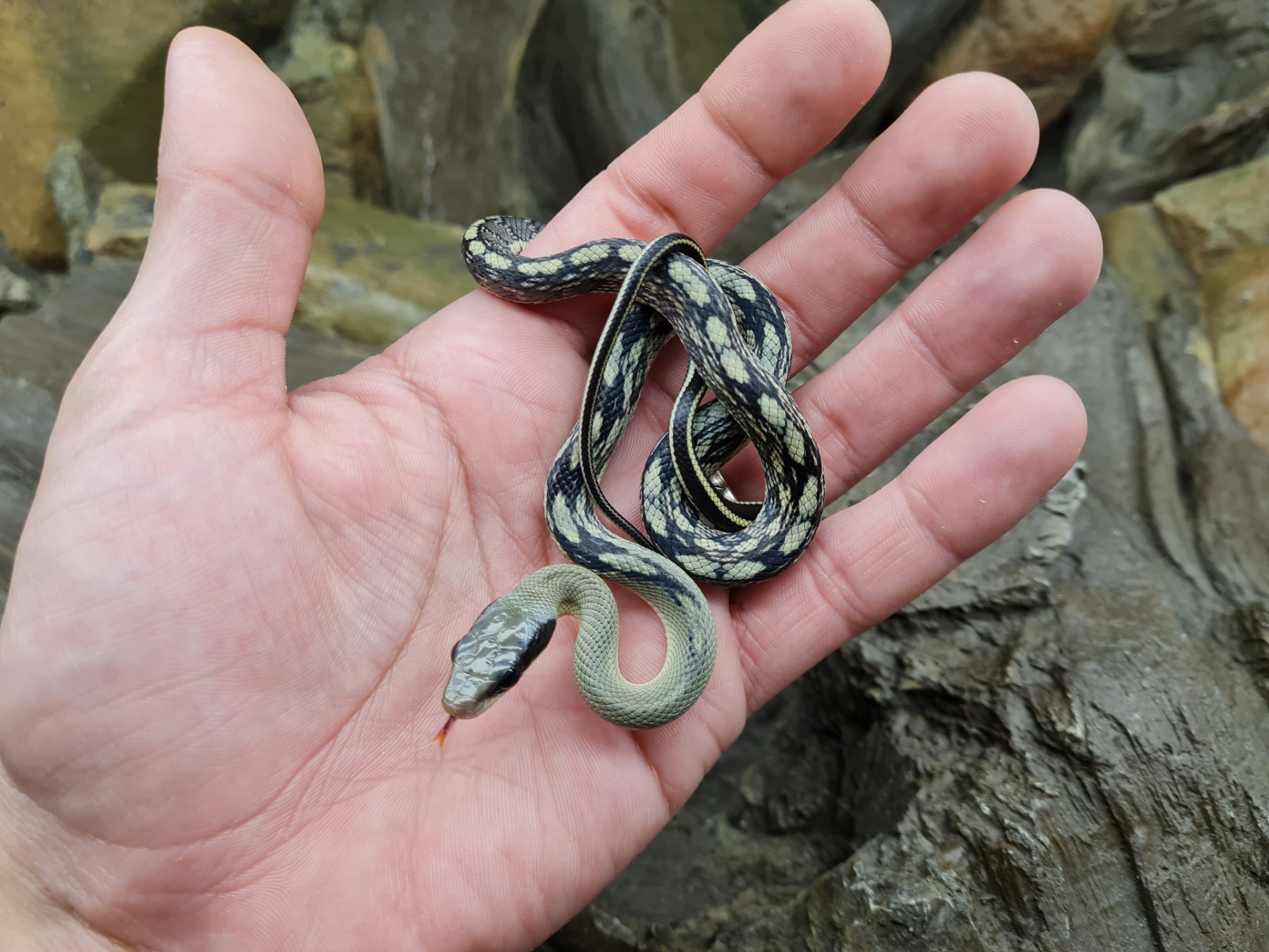 Orthriophis taeniurus callicyanous "High yellow" Mâle 2024 Nom : VENDO