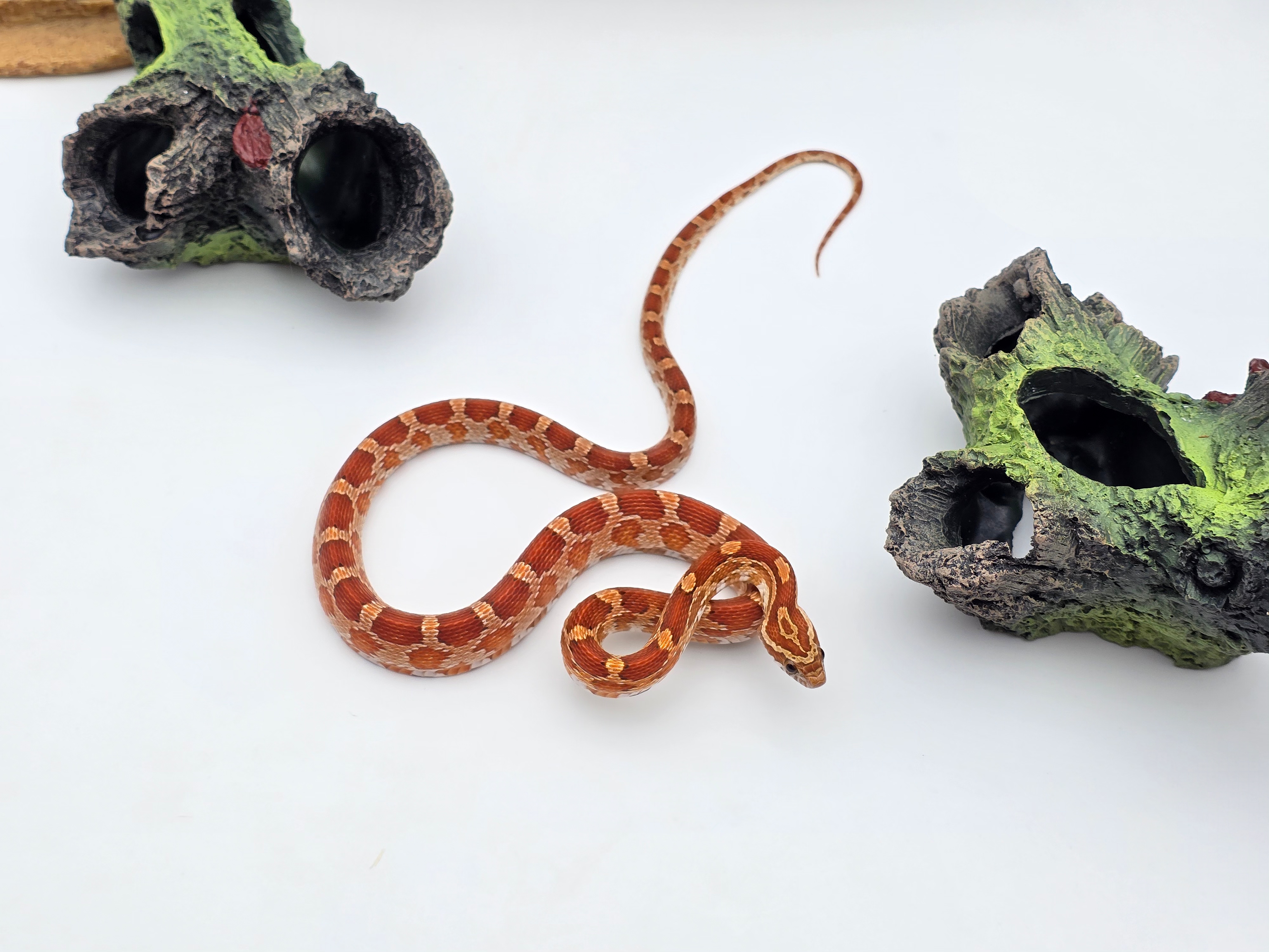 Pantherophis guttatus, jeune femelle née en 2024, "Naturel 100% het.palmetto 66% het.albinos, caramel, hypo, lavender, motley" Nom : HERSITANA