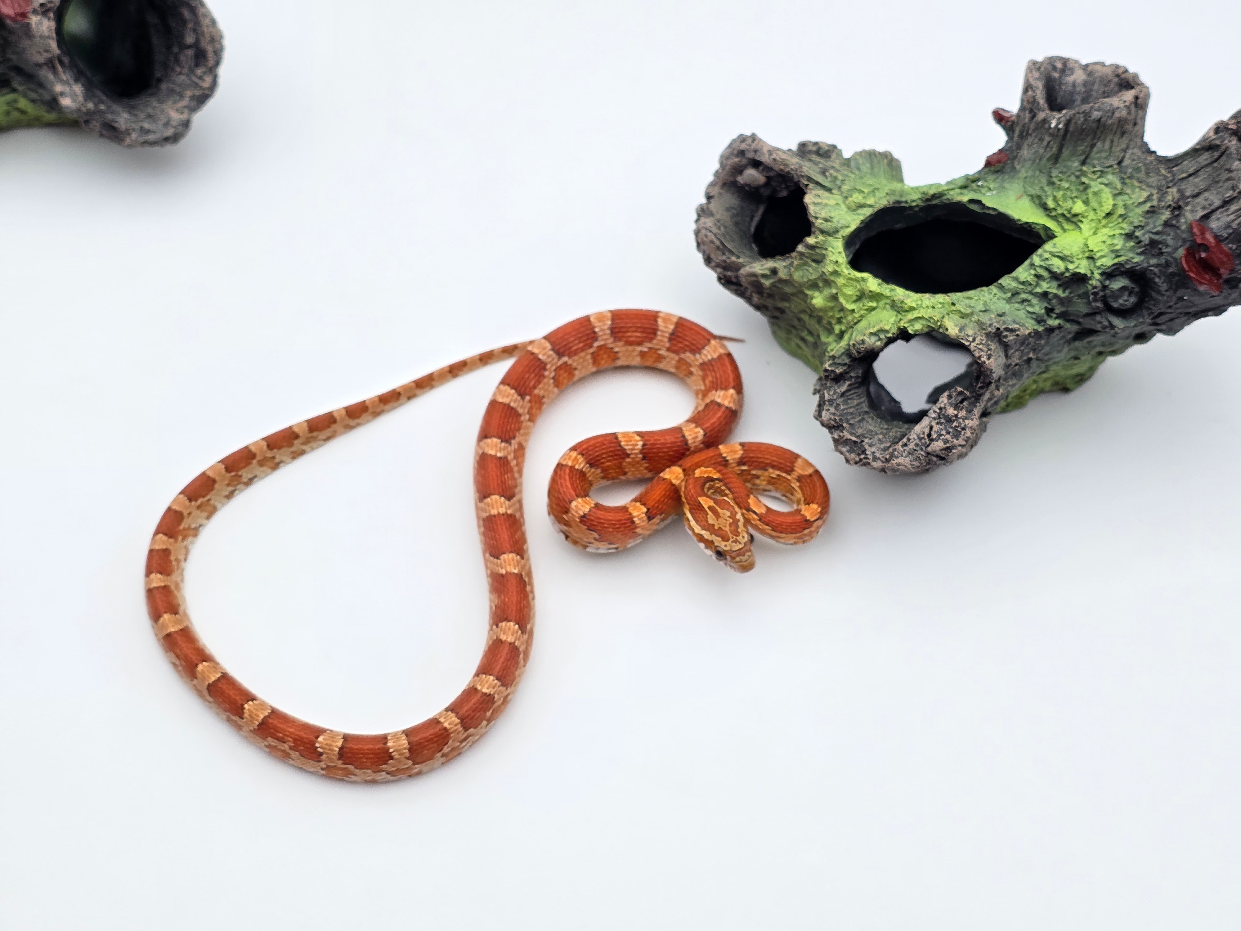 Pantherophis guttatus, jeune femelle née en 2024, "Naturel 100% het.palmetto 66% het.albinos, caramel, hypo, lavender, motley" Nom : HASKIA
