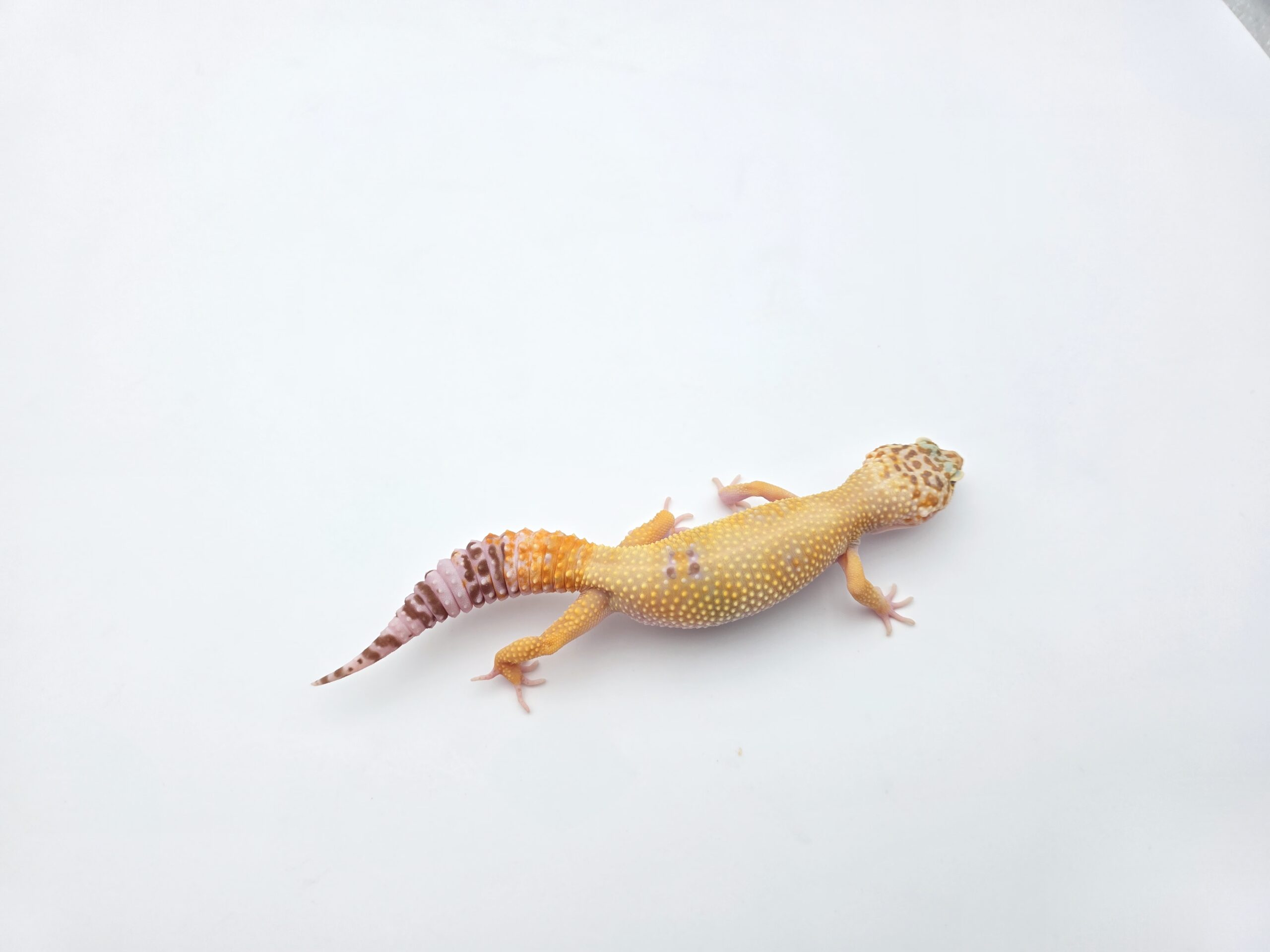 Eublepharis macularius, TSD femelle née en 2025, "Hybino (tremper)", Nom/référence : CHEMINIA