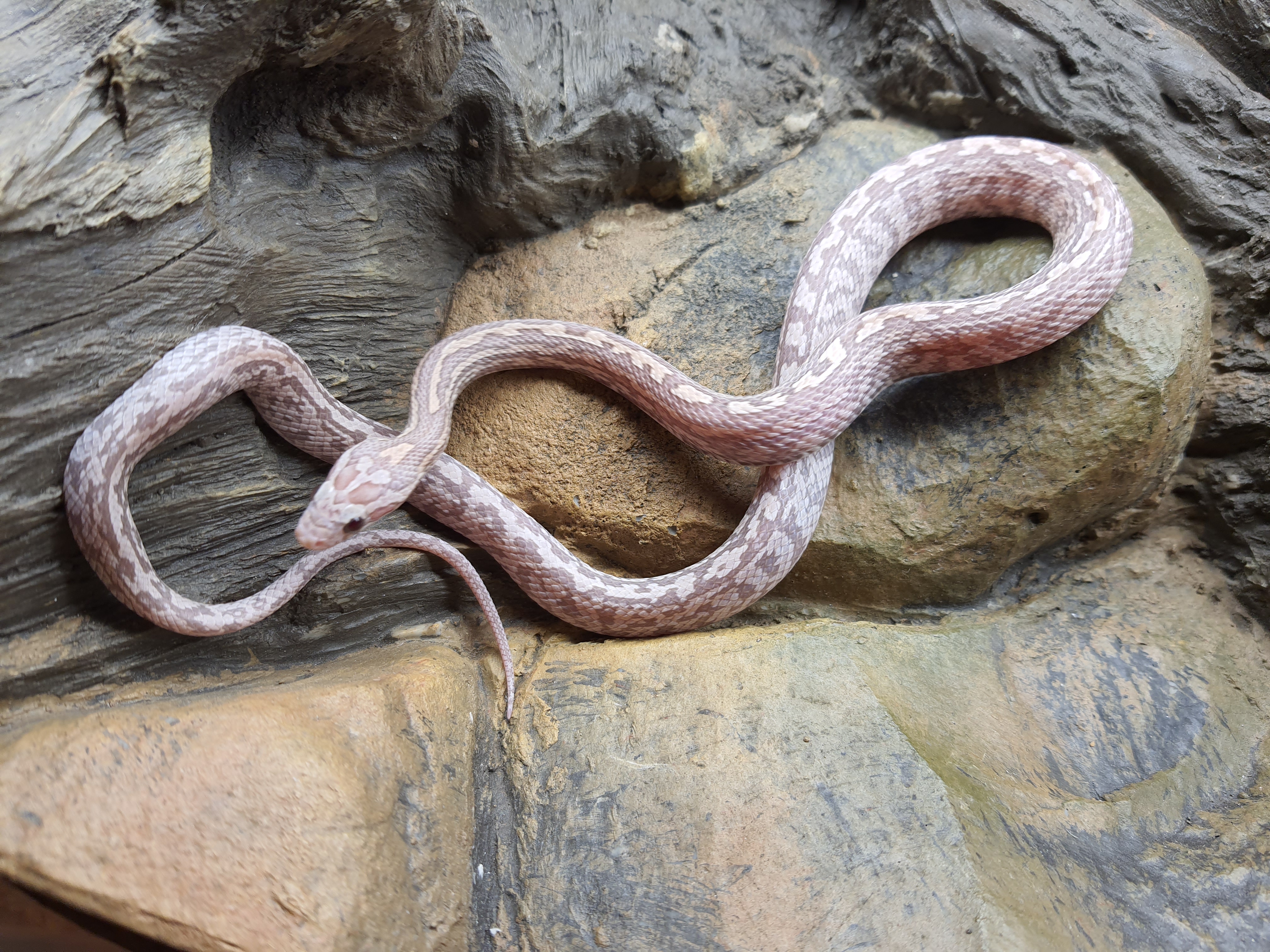 Pantherophis guttatus, jeune femelle née à l'élevage en 2024, "Tessera lavender" Nom : KALASHA