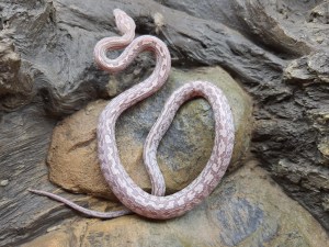 Pantherophis guttatus, jeune femelle née à l'élevage en 2024, "Tessera lavender" Nom : KALASHA