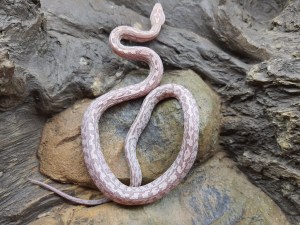 Pantherophis guttatus, jeune femelle née à l'élevage en 2024, "Tessera lavender" Nom : KALASHA