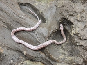 Pantherophis guttatus, jeune femelle née à l'élevage en 2024, "Tessera lavender" Nom : KALASHA
