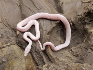 Pantherophis guttatus, jeune femelle née en 2024, "Palmetto (poss ultra) 66% het.albinos, caramel, lavender, motley" Nom : PALERMA