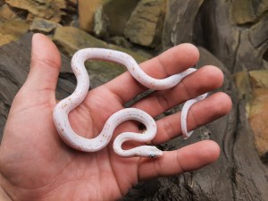 Pantherophis guttatus, jeune mâle né en 2024, "Palmetto (poss ultra) 66% het.albinos, caramel, lavender, motley" Nom : PILARMO