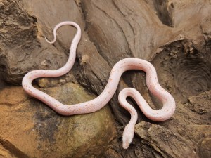 Pantherophis guttatus, jeune mâle né en 2024, "Palmetto (poss ultra) 66% het.albinos, caramel, lavender, motley" Nom : PILARMO