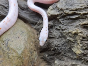 Pantherophis guttatus, jeune mâle né en 2024, "Palmetto (poss ultra) 66% het.albinos, caramel, lavender, motley" Nom : PILARMO