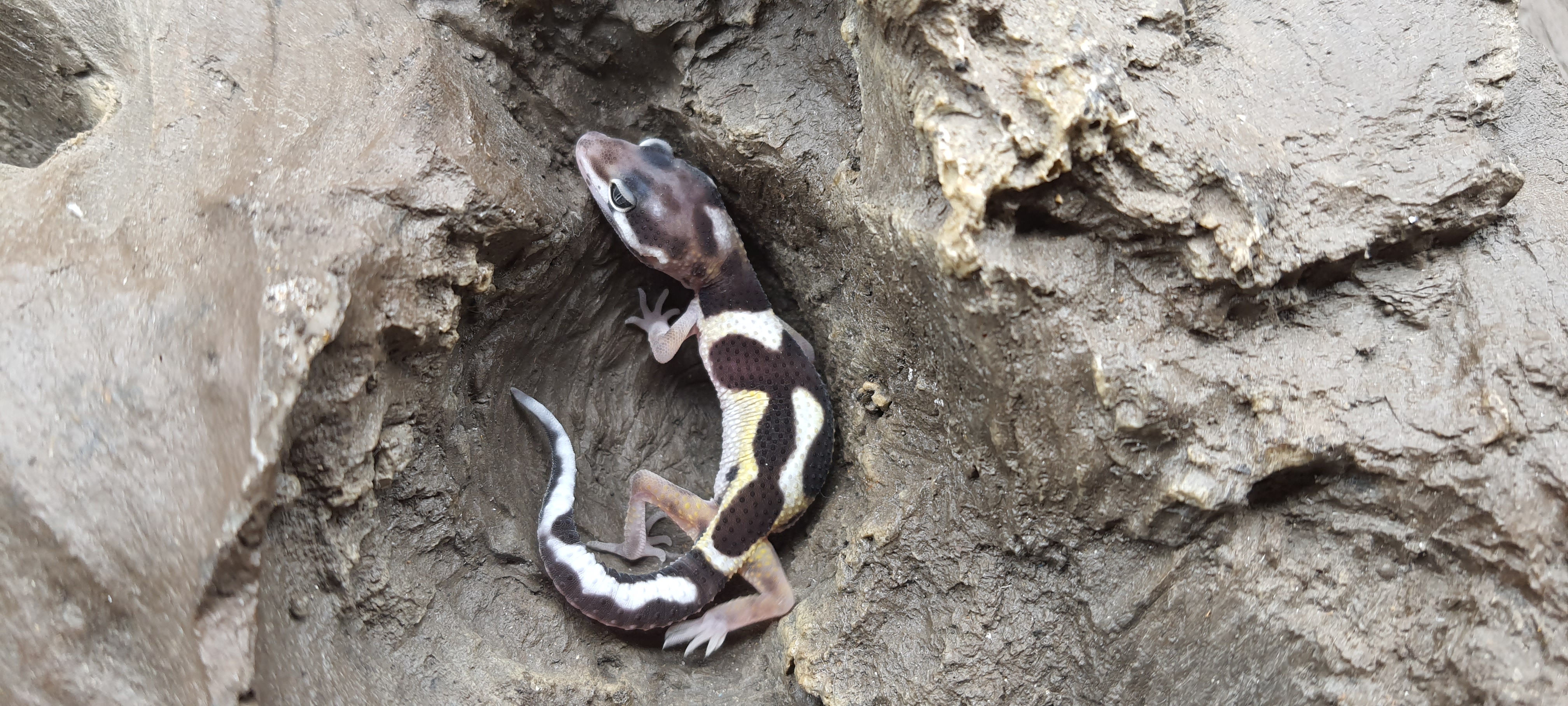 Eublepharis macularius, TSD mâle né en 2025, "Mack snow bold stripe 100 % het.bell albinos", Nom/référence : ANOLO