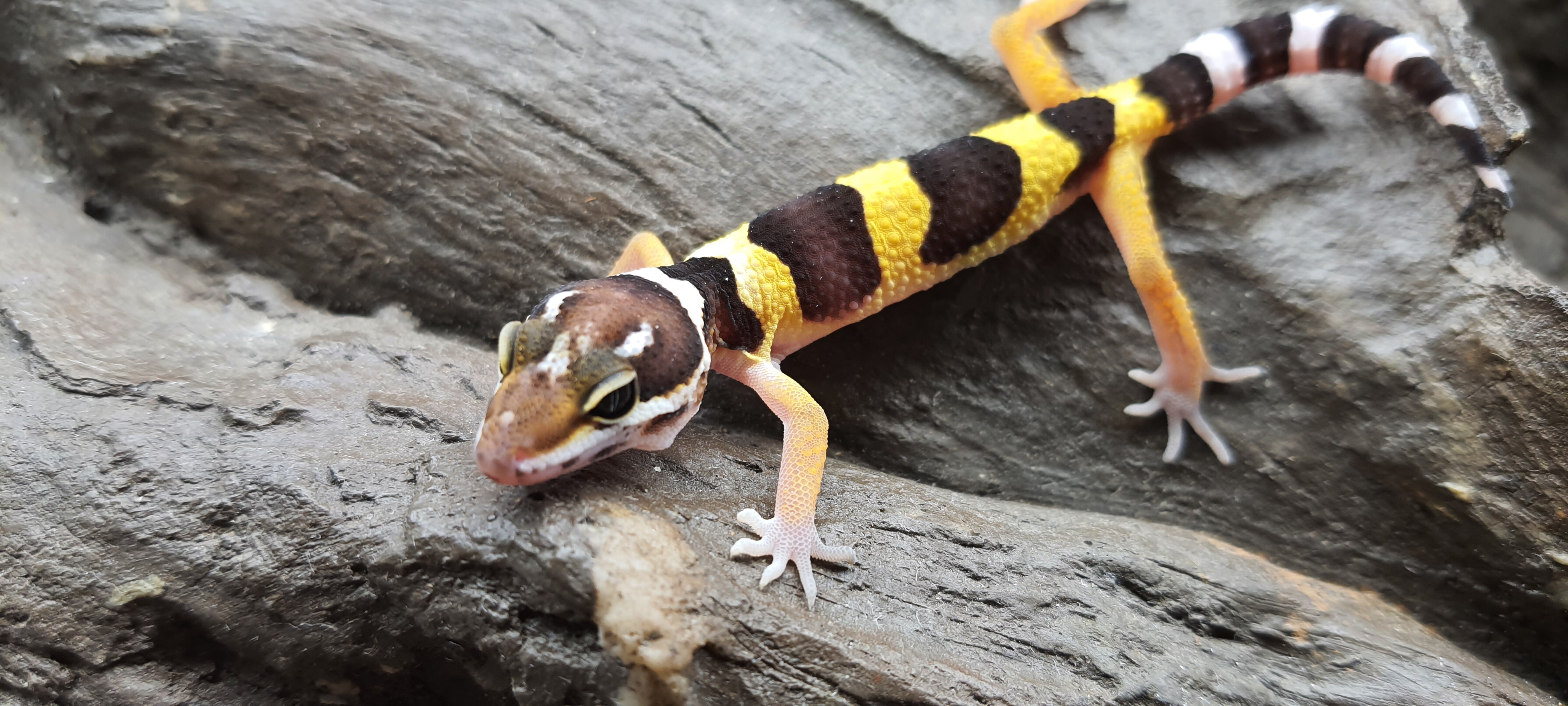 Eublepharis macularius, TSD mâle né en 2025, "Naturel 100% het.murphy patternless", Nom/référence : GEROLO