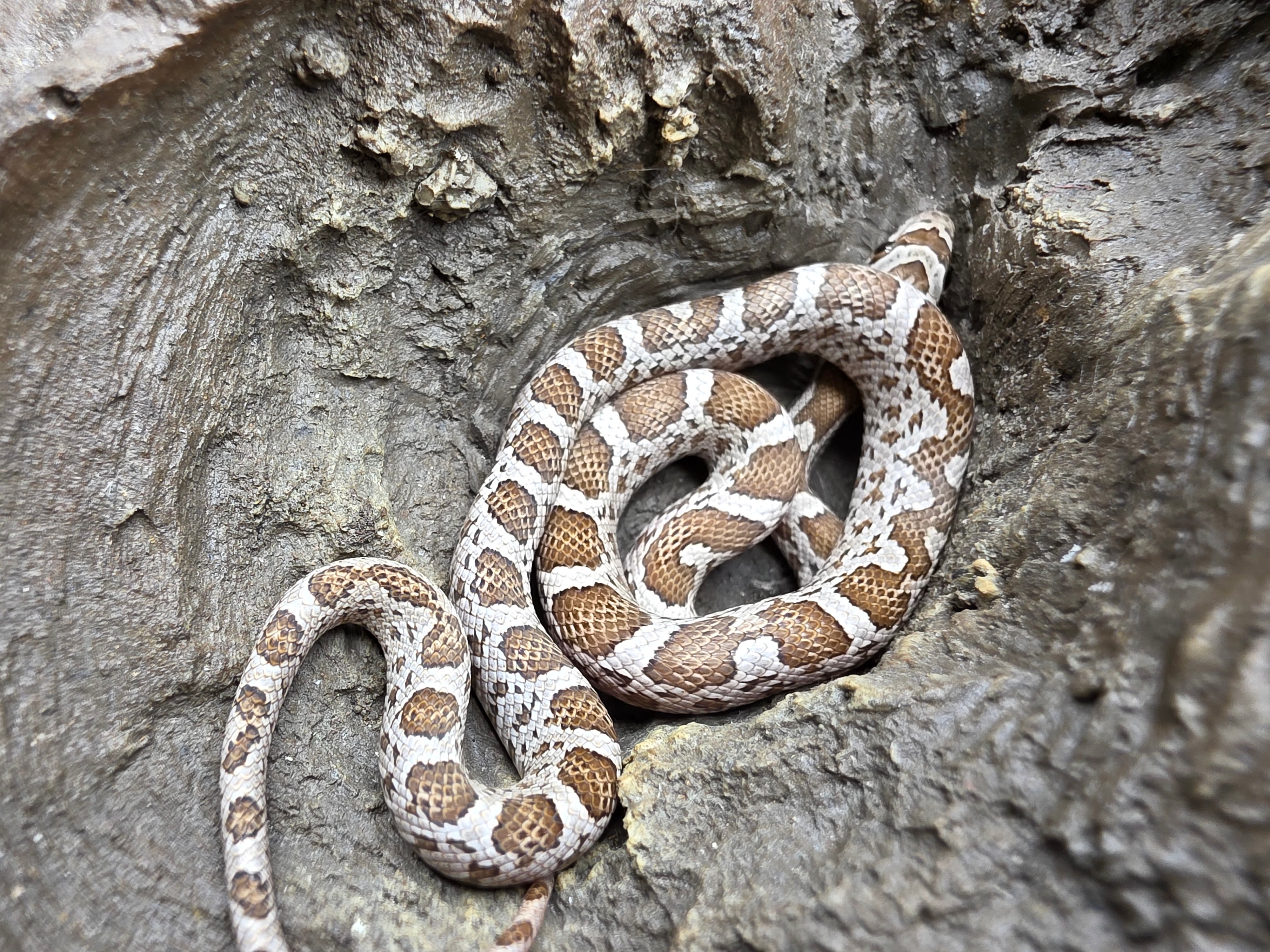 Pantherophis emoryi sp scaleless, jeune femelle née en 2025 à l'élevage, RARE "Emoryi 66% het.scaleless albinos ghost (emoryi gène) motley 33% het.caramel" Nom/référence : CARTINA