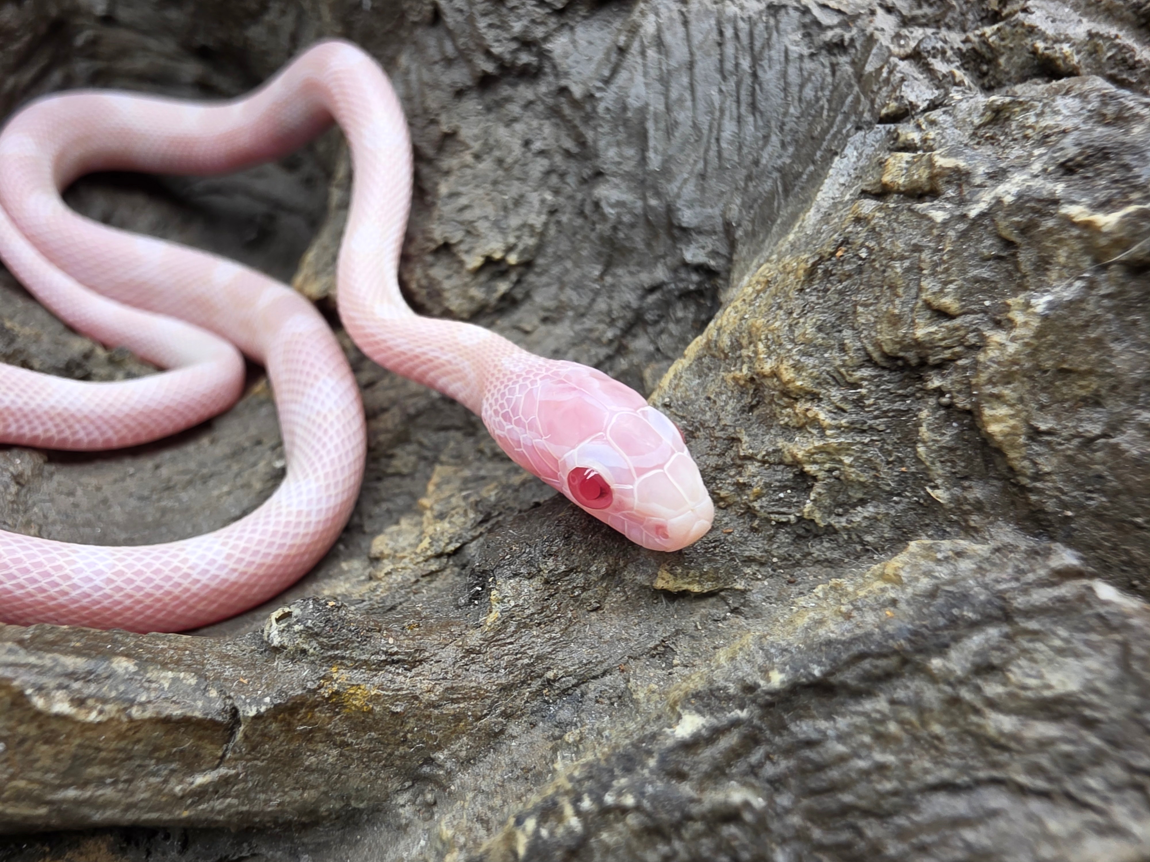Pantherophis guttatus sp scaleless, jeune femelle née en 2025 "Blizzard (possible whiteout) 100% het.anery 66% het.(blood) 50% het.caramel, piedside, scaleless 33% het.motley" Nom : ICA