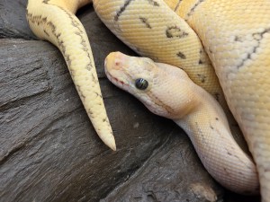 Python regius, jeune mâle né en 2024 , "Enchi dragon fly hypo" Nom : FLASH. Pucé + i-fap