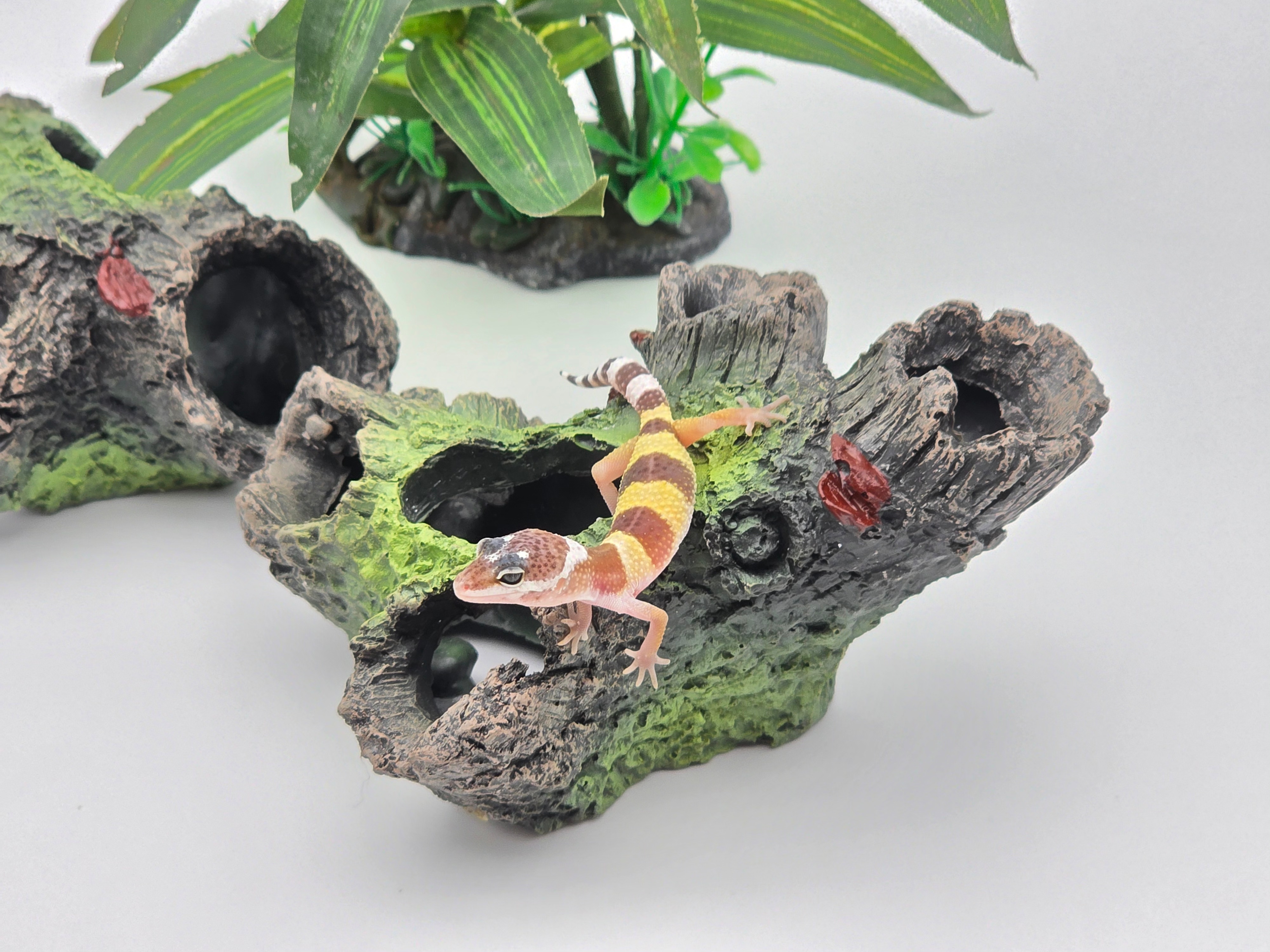 Eublepharis macularius, TSD mâle né en 2025, "Hypo tangerine 100% het.murphy patternless", Nom/référence : TOSMO