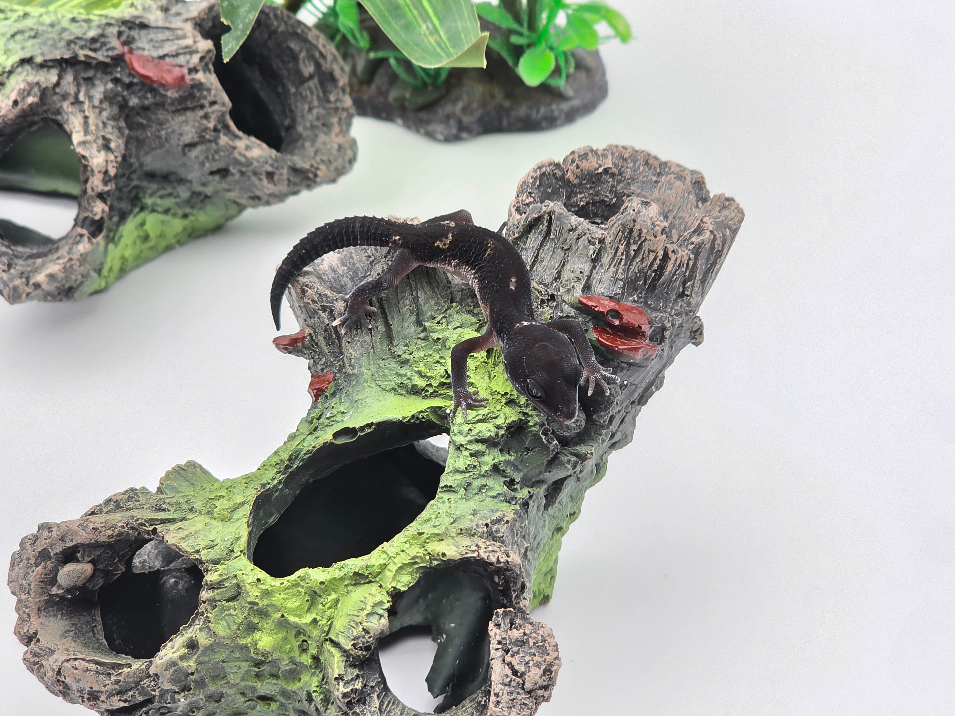 Eublepharis macularius, TSD mâle né en 2025, "Mack snow black night jungle (extrême black) 66% het.eclipse", Nom/référence : MALO