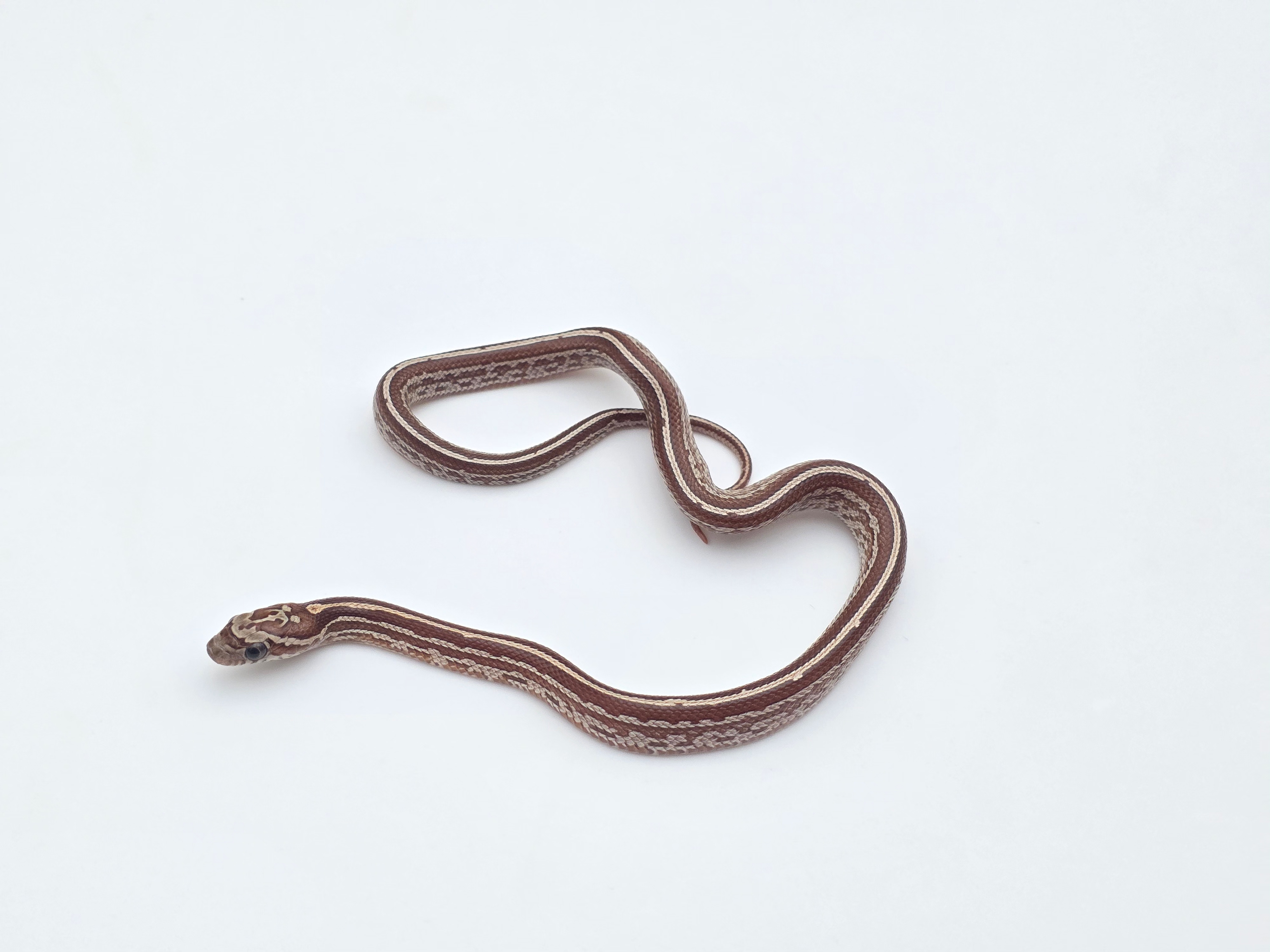 Pantherophis guttatus, jeune femelle née en 2025, "Tessera 66% het.albinos cinder 50% caramel motley" Nom : FERGA