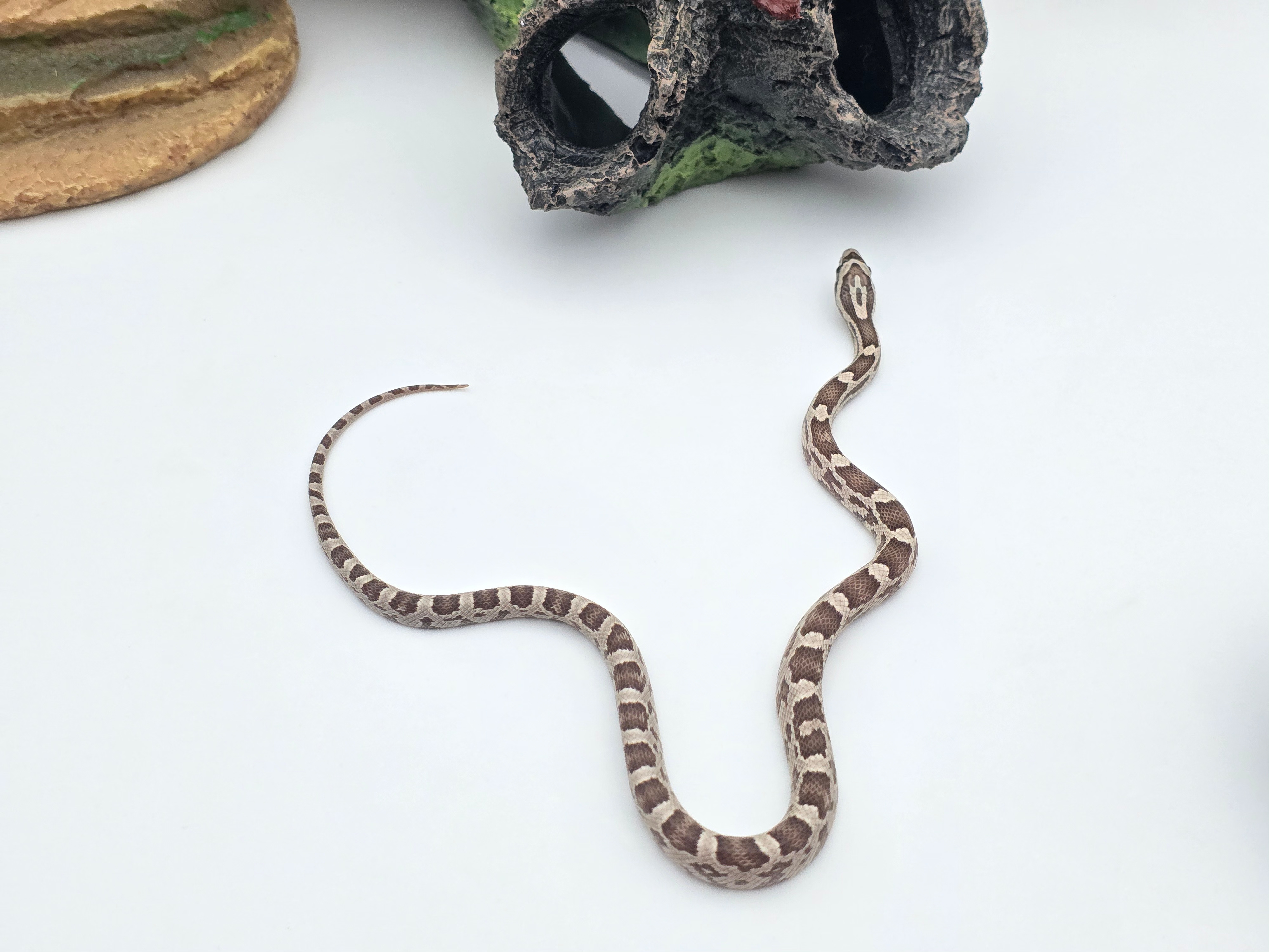Pantherophis guttatus, jeune femelle née en 2025, "Ghost 66% het.sunkissed stripe 50% het.albinos caramel" Nom : GOTALA