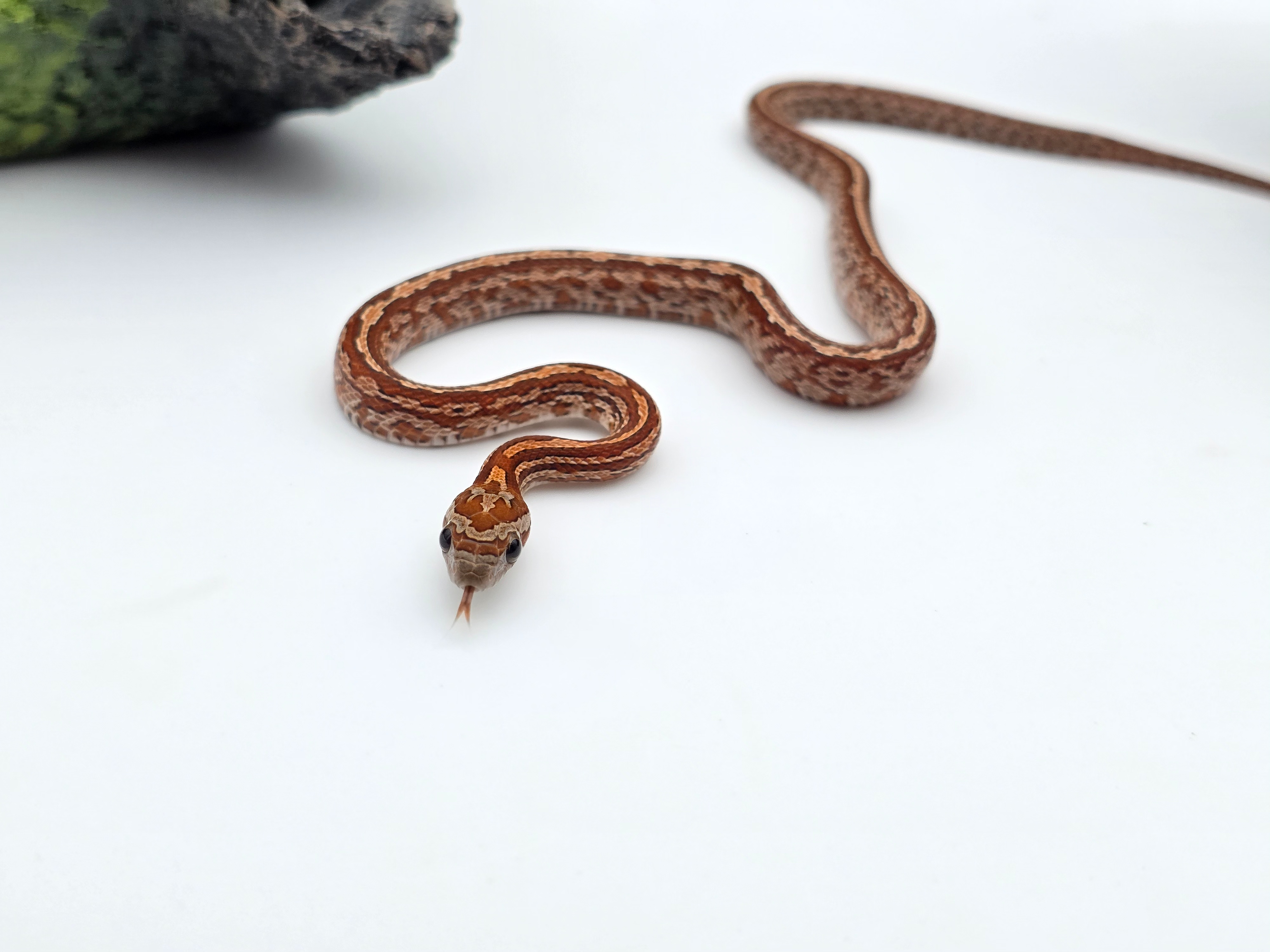 Pantherophis guttatus, jeune mâle né en 2025, "Tessera 66% het.albinos cinder 50% caramel motley" Nom : ARFO