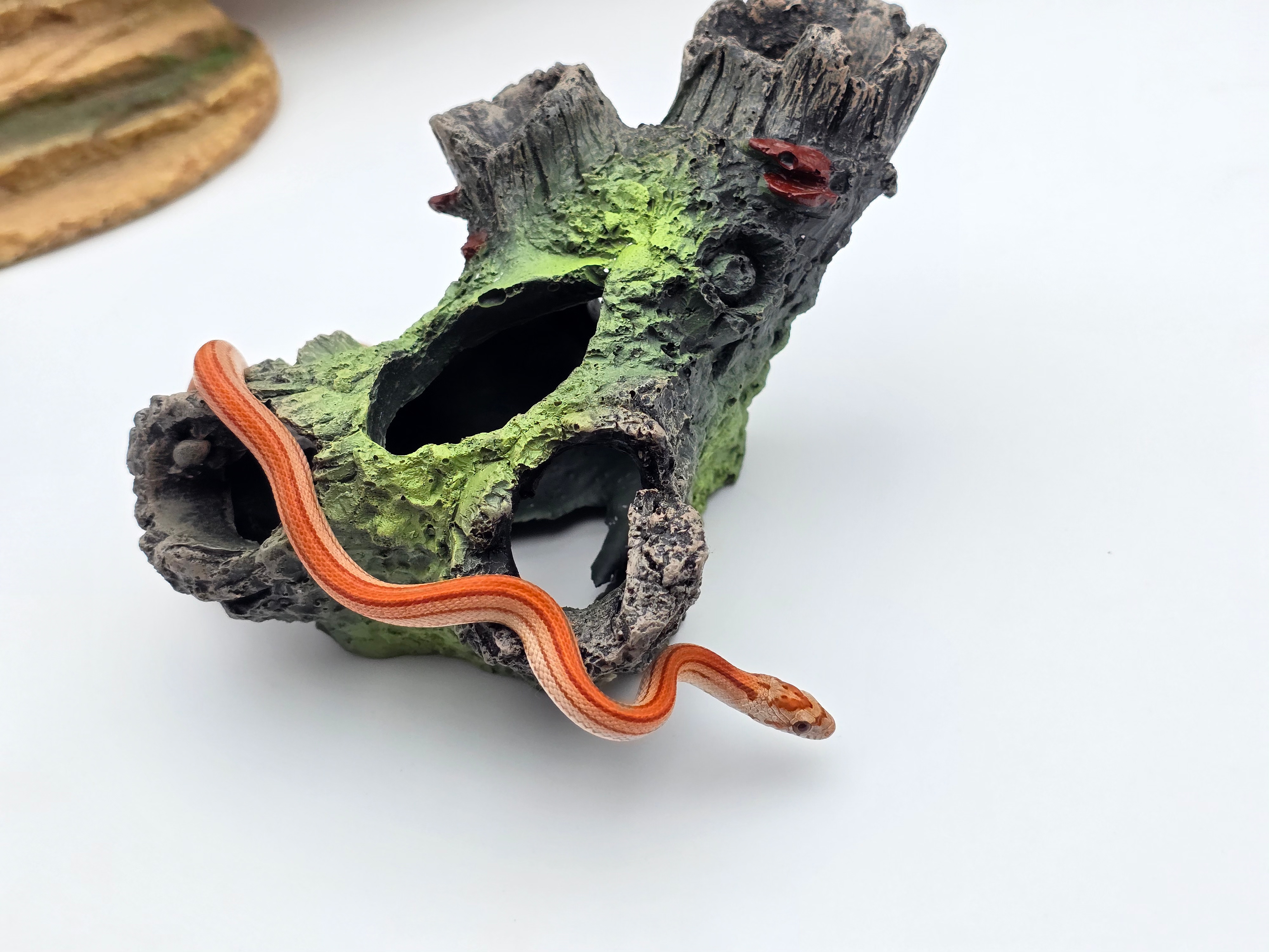 Pantherophis guttatus, jeune femelle née en 2025, "Hypo sunkissed stripe 66% het.anery 50% het.albinos caramel" Nom : FADA