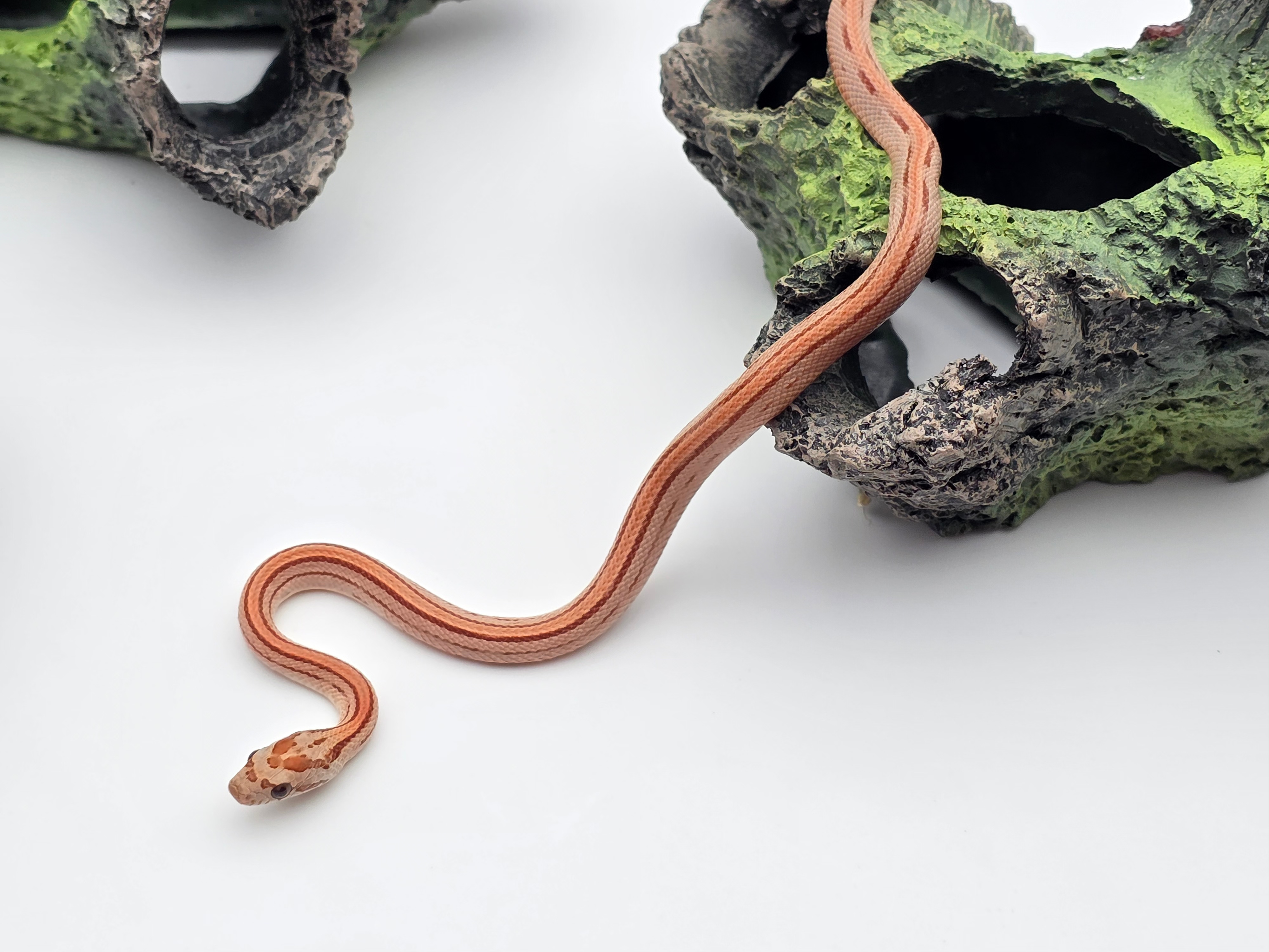 Pantherophis guttatus, jeune mâle né en 2025, "Hypo stripe 66% het.anery sunkissed 50% het.albinos caramel" Nom : ESKRO