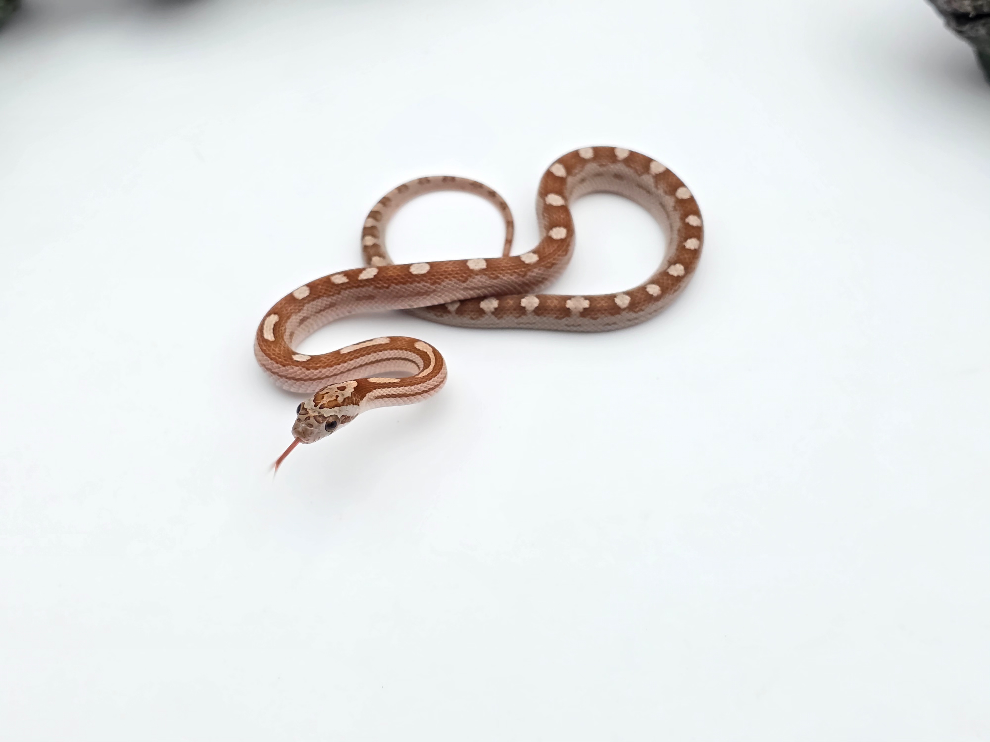 Pantherophis emoryi sp scaleless, jeune mâle né en 2025 à l'élevage, RARE "Emoryi motley 66% het.scaleless albinos ghost (emoryi gène) 33% het.caramel" Nom/référence : TRALIO