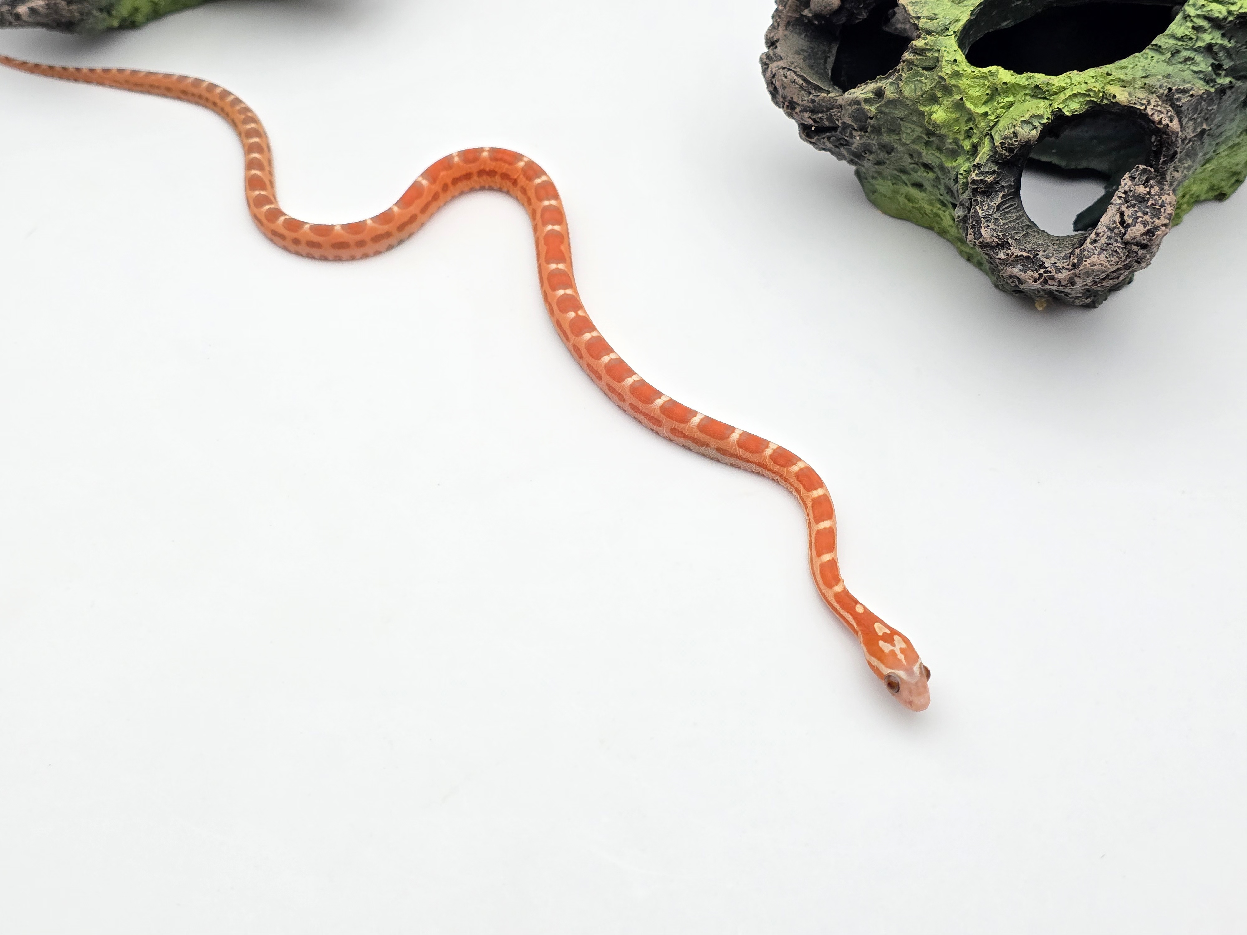 Pantherophis emoryi sp scaleless, jeune mâle né en 2025 à l'élevage, SUPER RARE "Scaleless emoryi ghost 66% het.albinos motley 33% het.caramel" Nom/référence : ESCALIPO