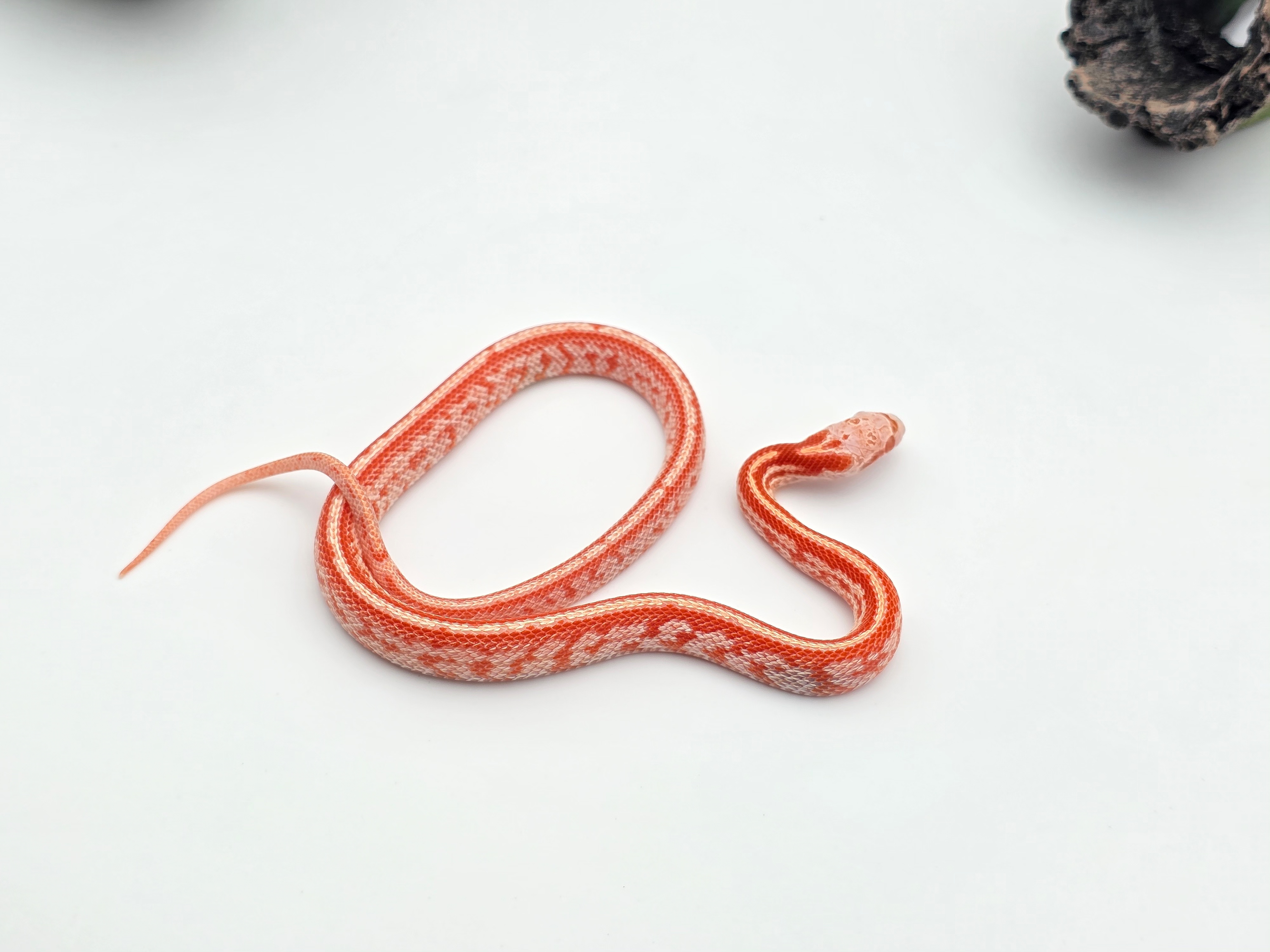 Pantherophis guttatus sp scaleless, jeune mâle né en 2025 "Tessera fire okeetee masque 100% het.anery 66% het.charcoal 50% het.caramel, piedside, scaleless 33% het.motley" Nom : LINIO