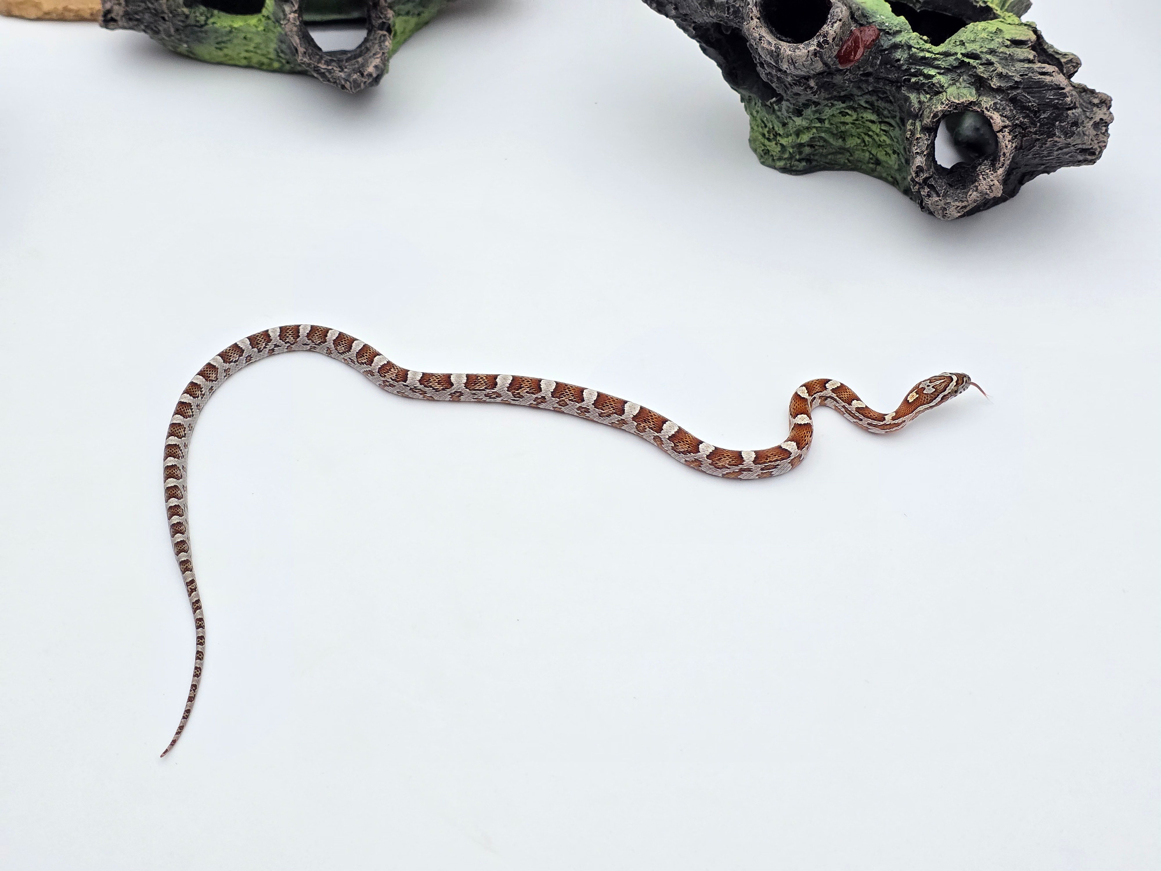 Pantherophis guttatus sp scaleless, jeune femelle née en 2025 "Naturel 66% het.scaleless sunkissed motley 50% het.albinos anery caramel hypo" Nom : GIOLADA