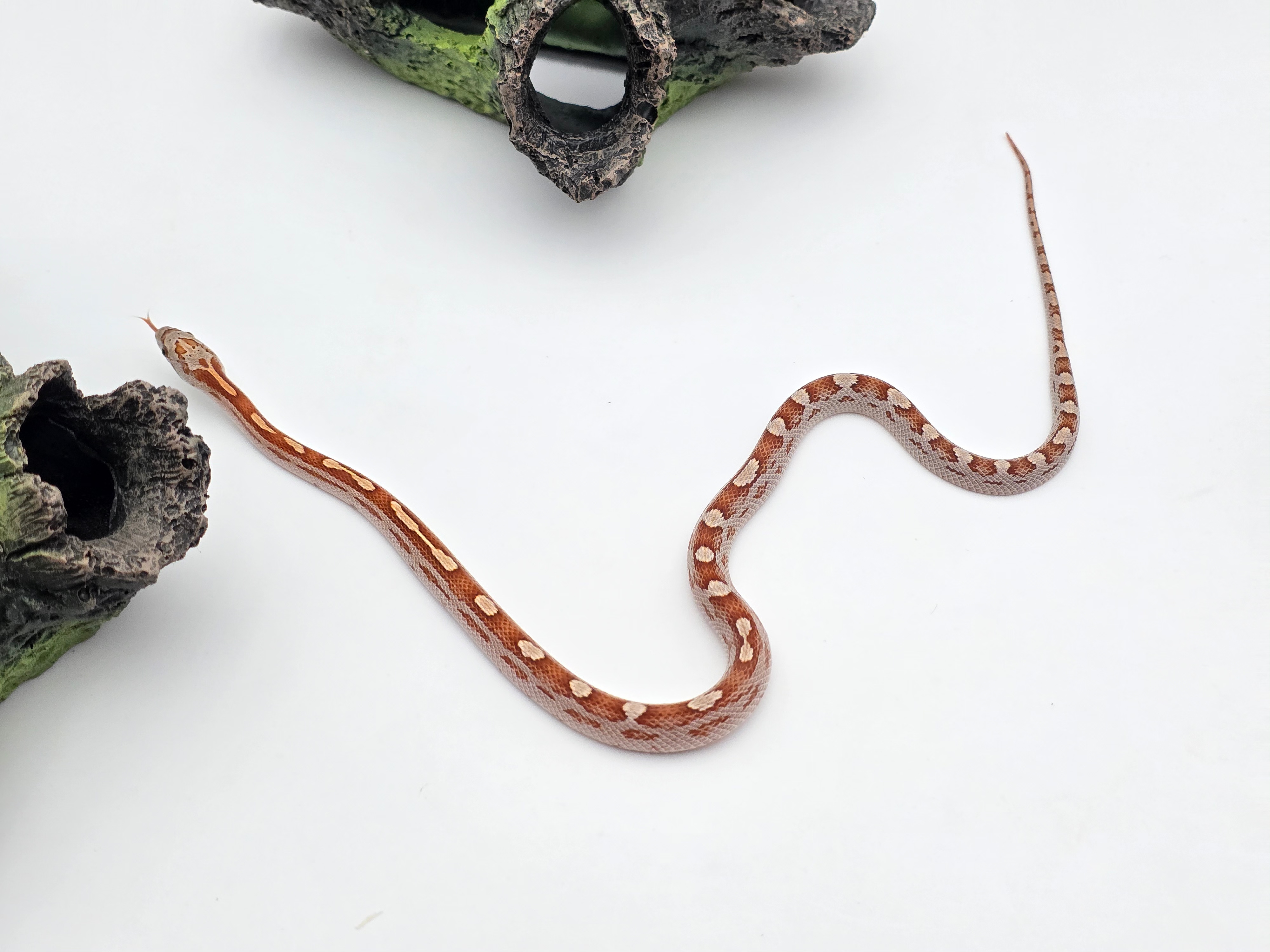 Pantherophis guttatus sp scaleless, jeune mâle né en 2025 "Motley 66% het.scaleless sunkissed 50% het.albinos anery caramel hypo" Nom : CASTOLO