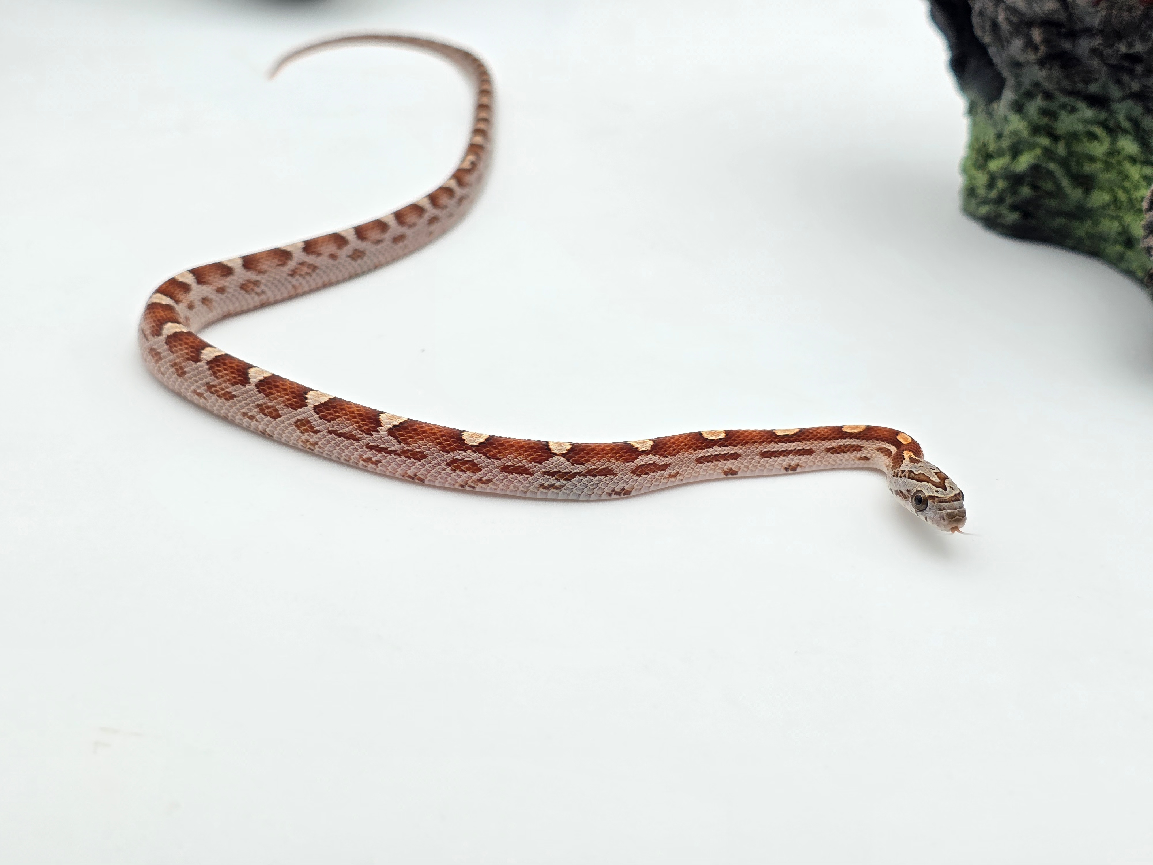 Pantherophis guttatus sp scaleless, jeune mâle né en 2025 "Motley 66% het.scaleless sunkissed 50% het.albinos anery caramel hypo" Nom : REYO