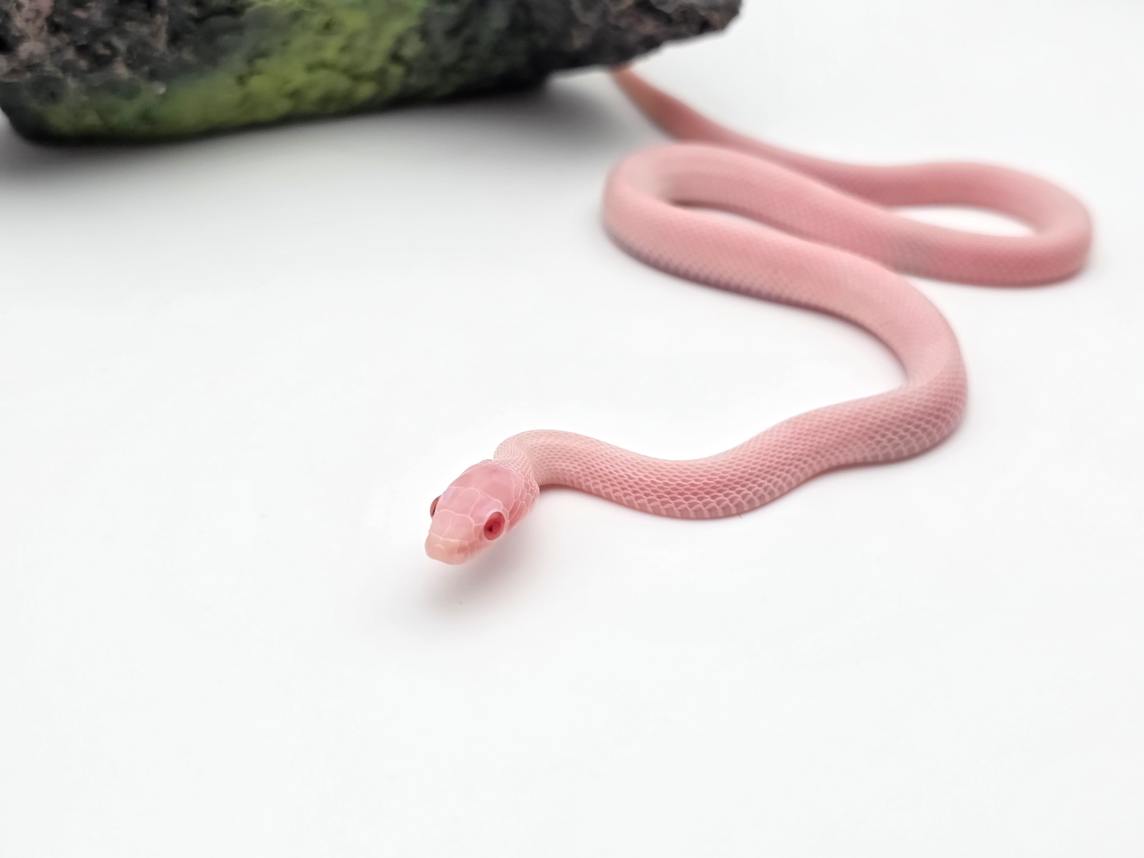 Pantherophis guttatus, jeune femelle née en 2025, "Whiteout piedside (low)" Nom : WITANA