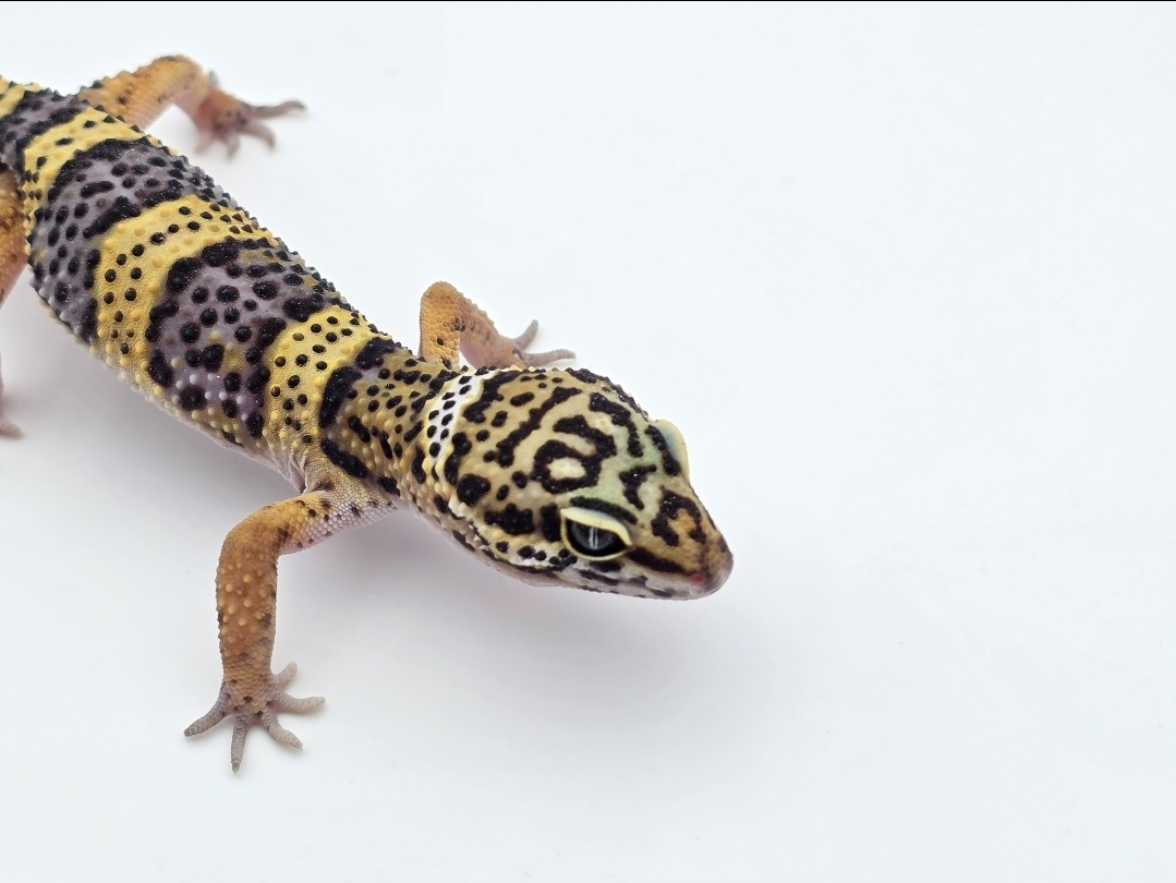 Eublepharis macularius, TSD mâle né en 2025, "Black night jungle", Nom/référence : BACO