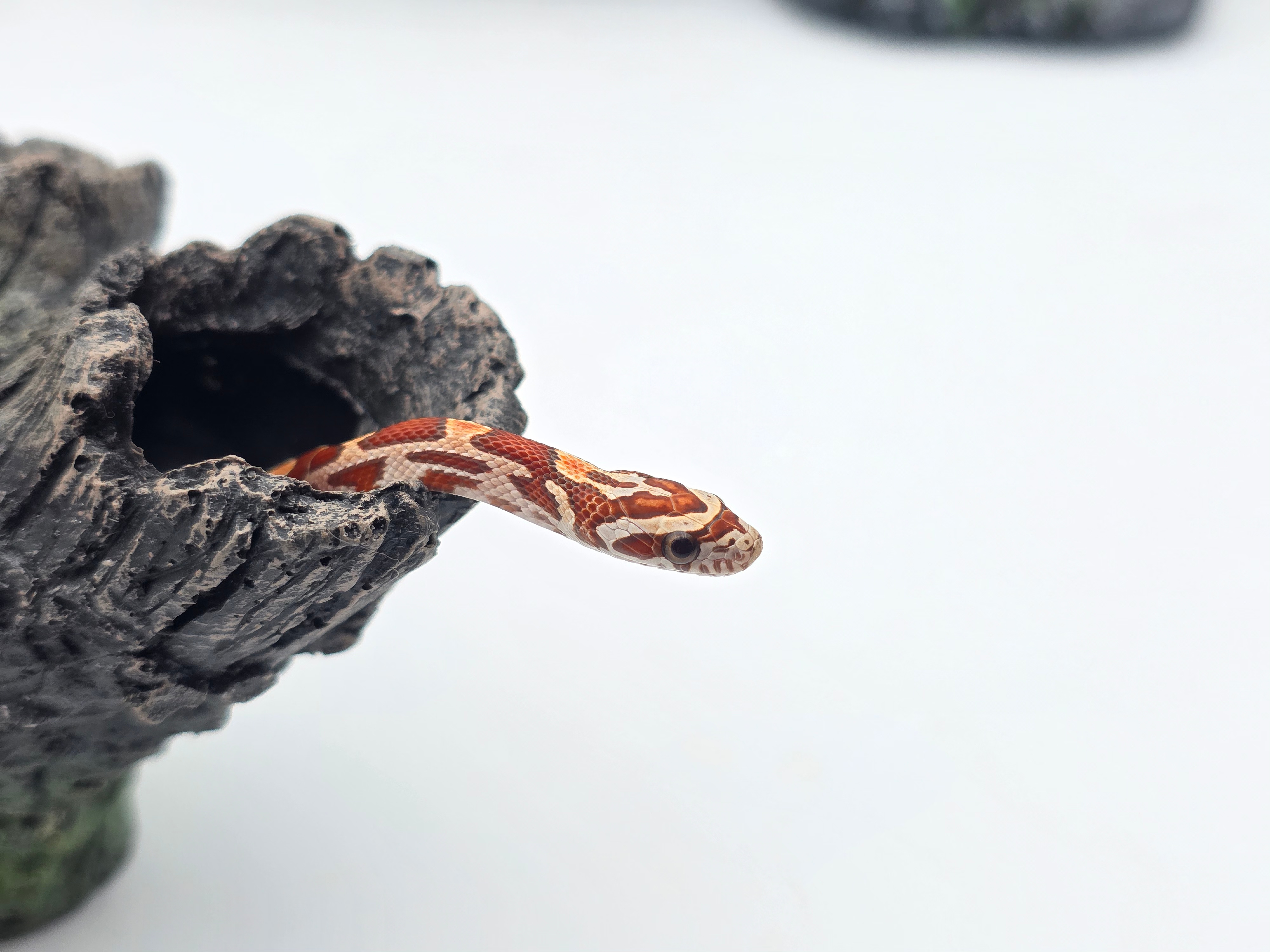 Pantherophis guttatus, jeune femelle née en 2025, "Hypo 66% het.anery sunkissed stripe 50% het.albinos caramel" Nom : ARITA