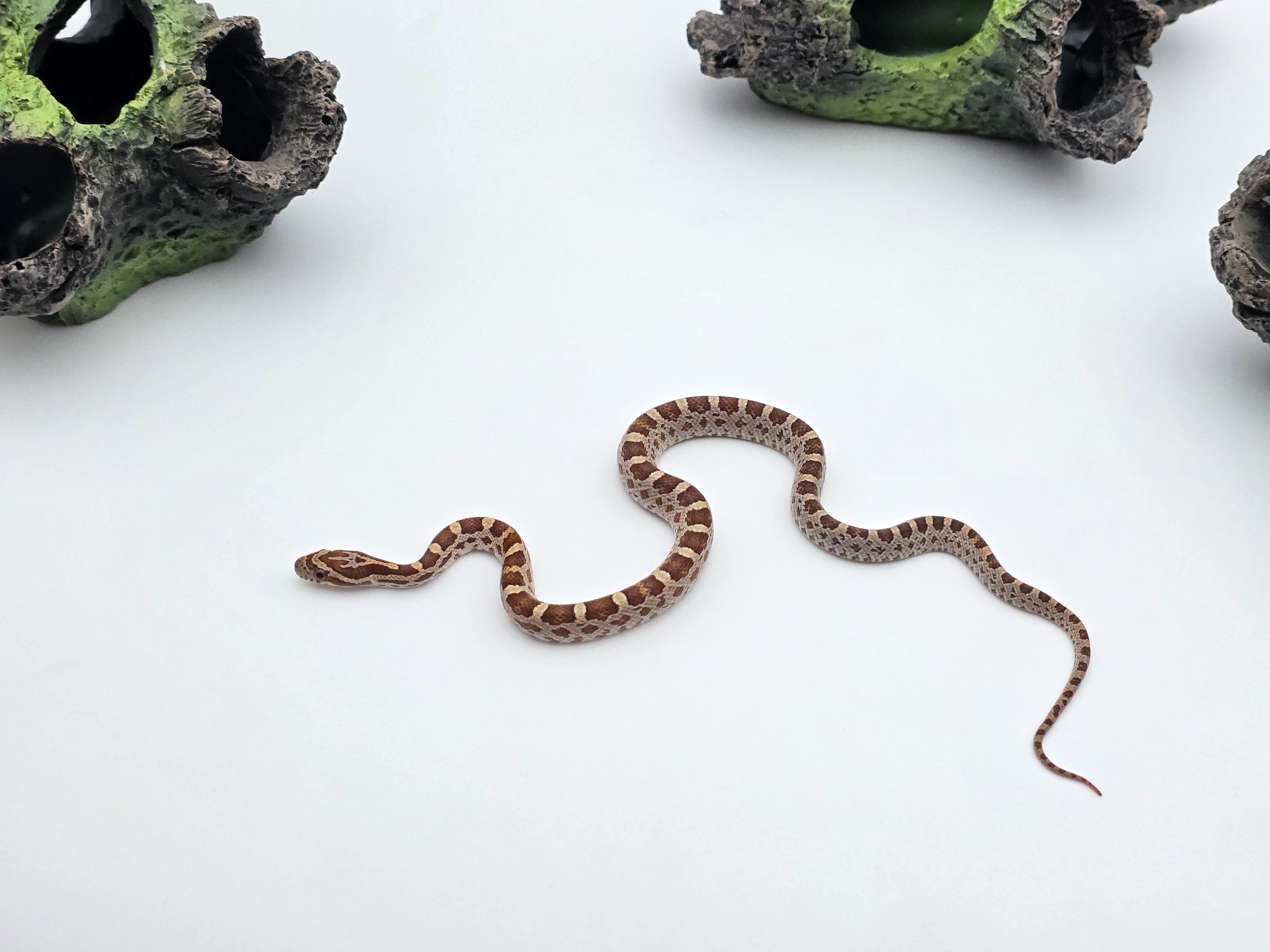 Pantherophis emoryi sp scaleless, jeune mâle né en 2025 à l'élevage, RARE "Emoryi 66% het.scaleless ghost (emoryi gène) motley 50% het.albinos 33% het.caramel" Nom/référence : EFDO