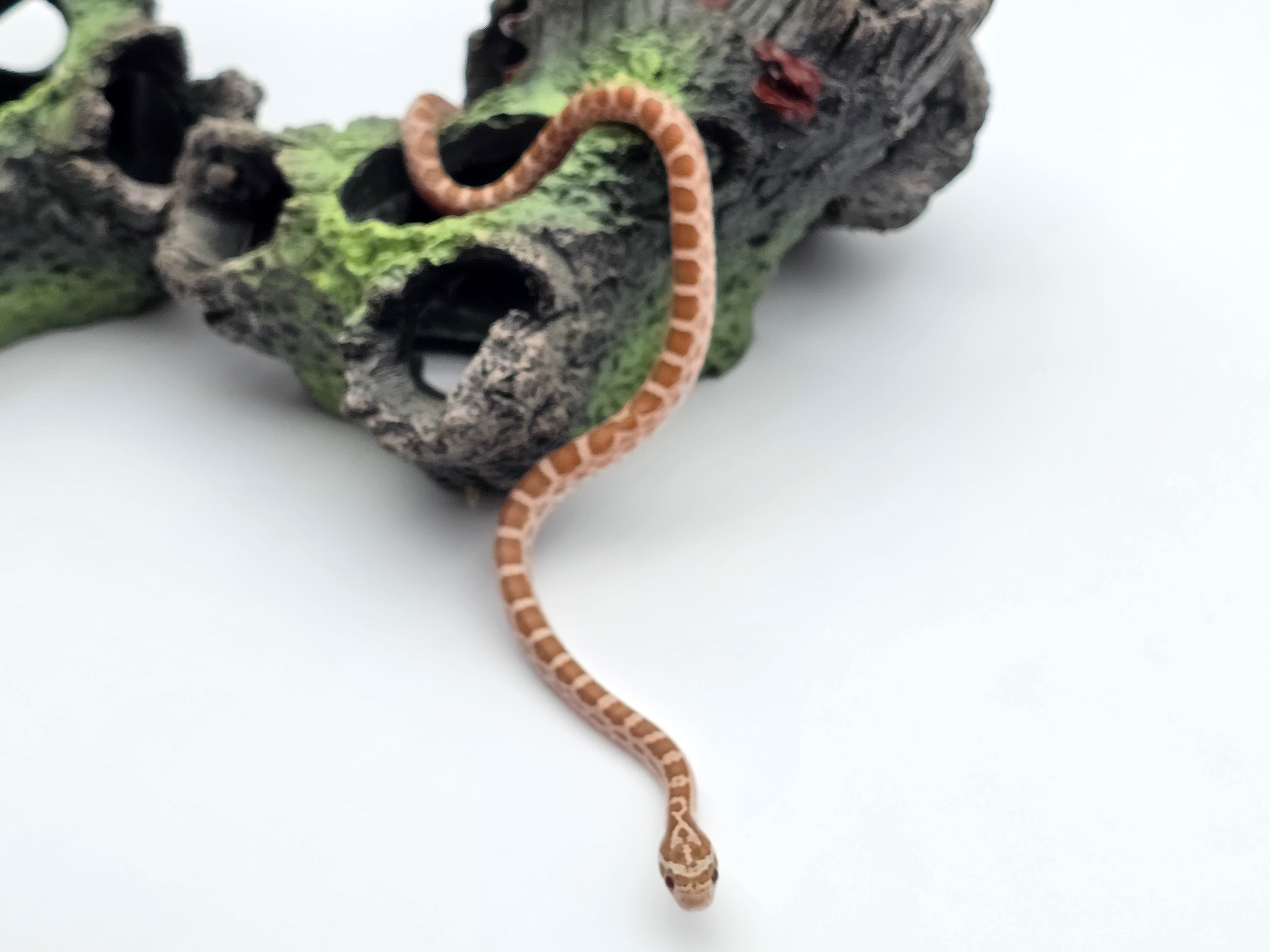 Pantherophis emoryi sp scaleless, jeune mâle né en 2025 à l'élevage, RARE "Emoryi ghost 66% het.scaleless motley 50% het.albinos 33% het.caramel" Nom/référence : CAFIDO