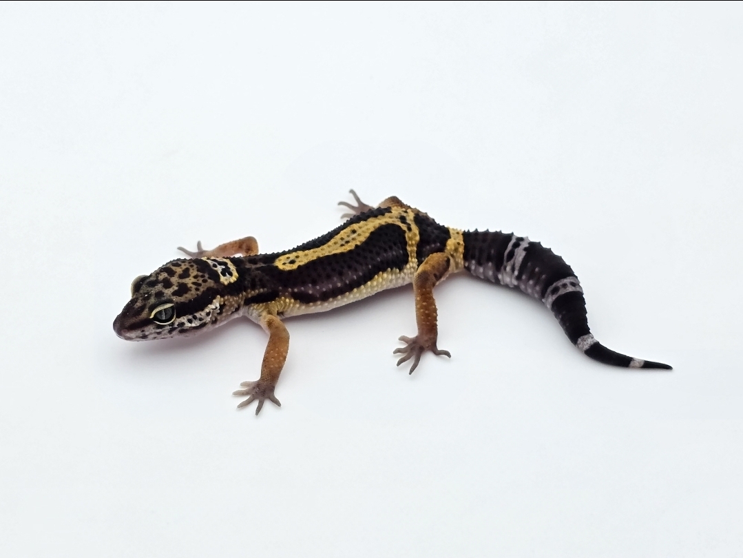 Eublepharis macularius, TSD mâle né en 2025, "Black night bold stripe", Nom/référence : BOLO