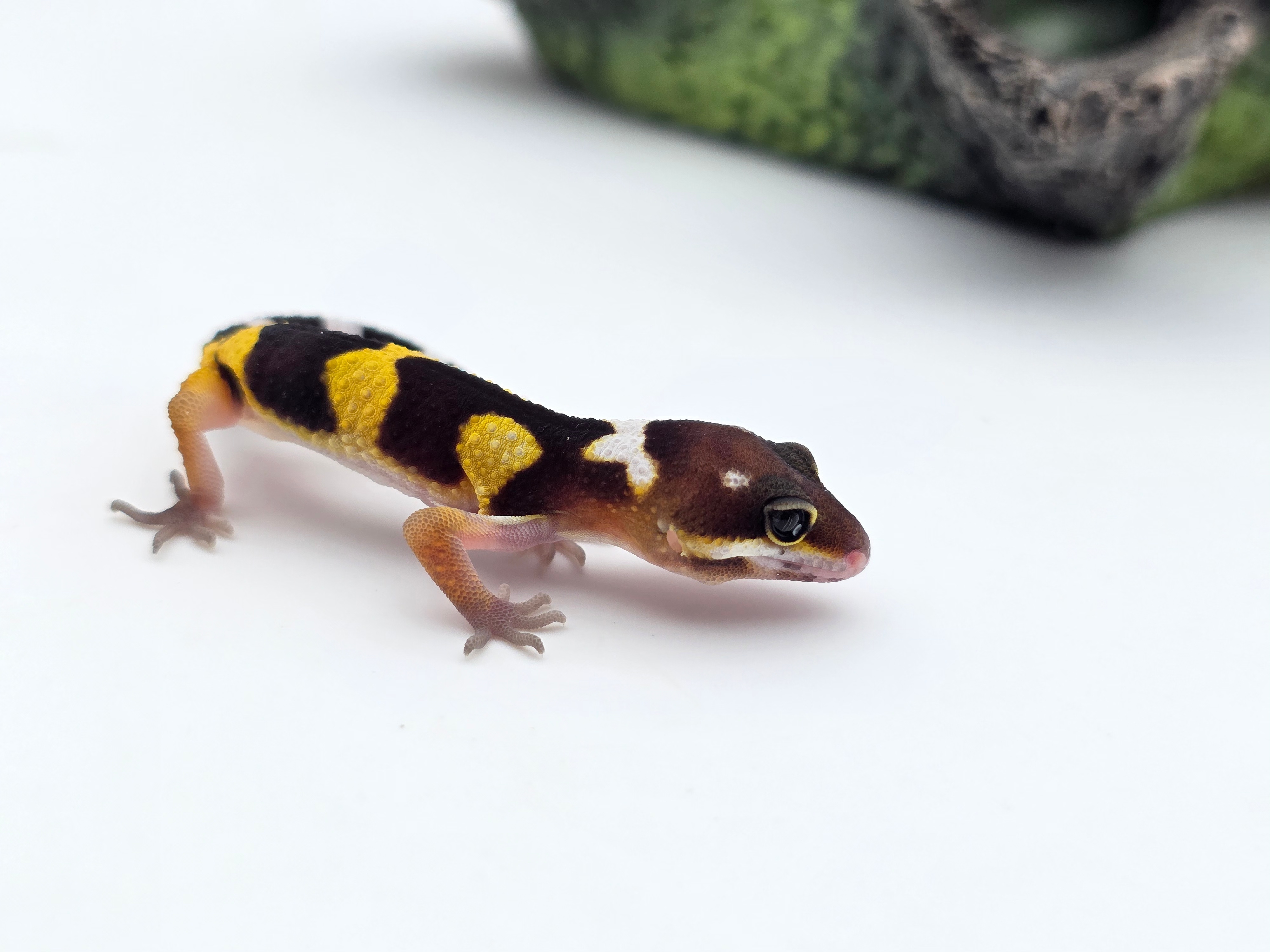 Eublepharis macularius, TSD mâle né en 2025, "Jungle 100% het.murphy patternless", Nom/référence : SIMPLO